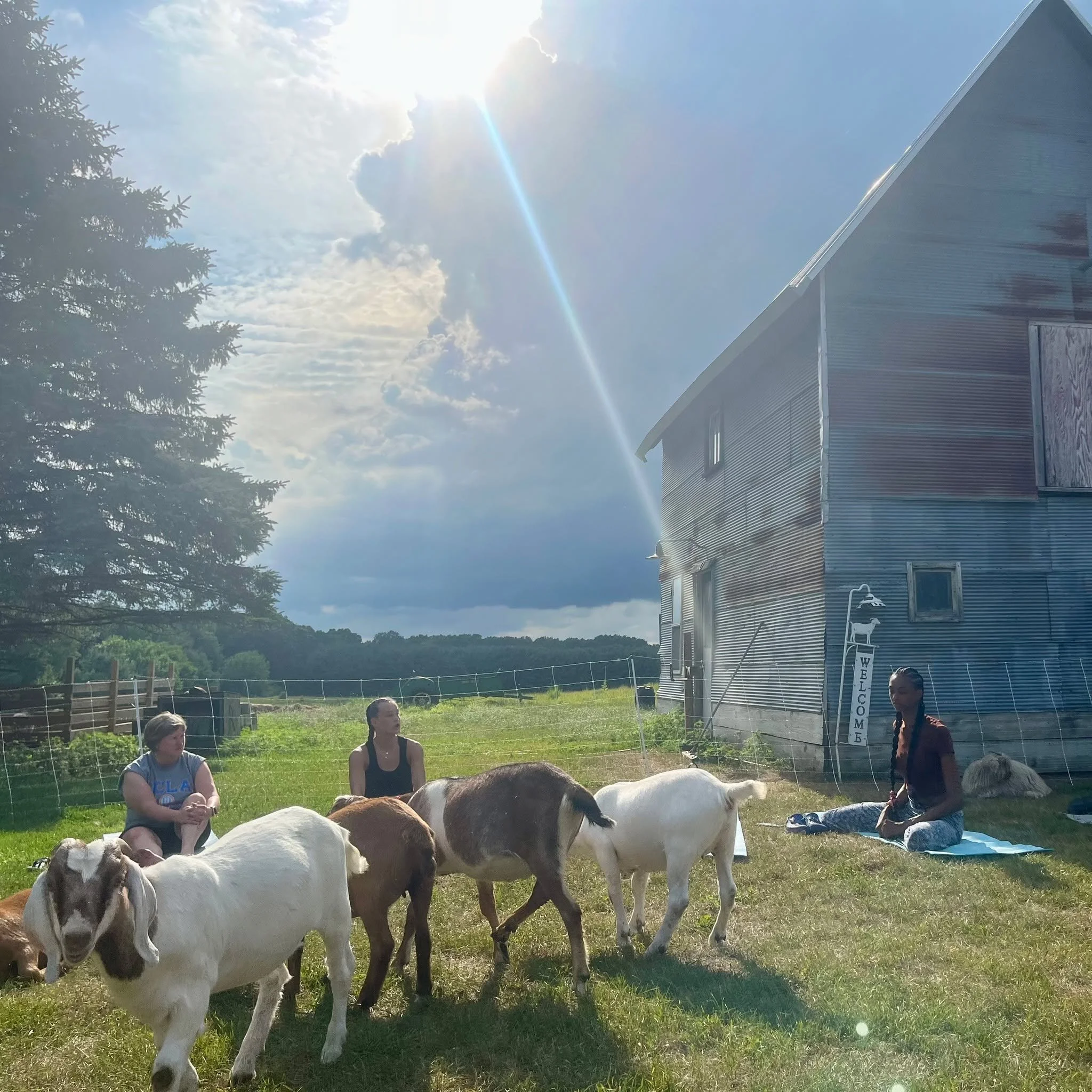 This is your sign to try something completely different 🐐✨

Goat Yoga is coming to Wild Reid Ranch- and yes, it&rsquo;s exactly as fun as it sounds.

Imagine this:
gentle movement, fresh air, and a few curious goats wandering over to say hi (or clim
