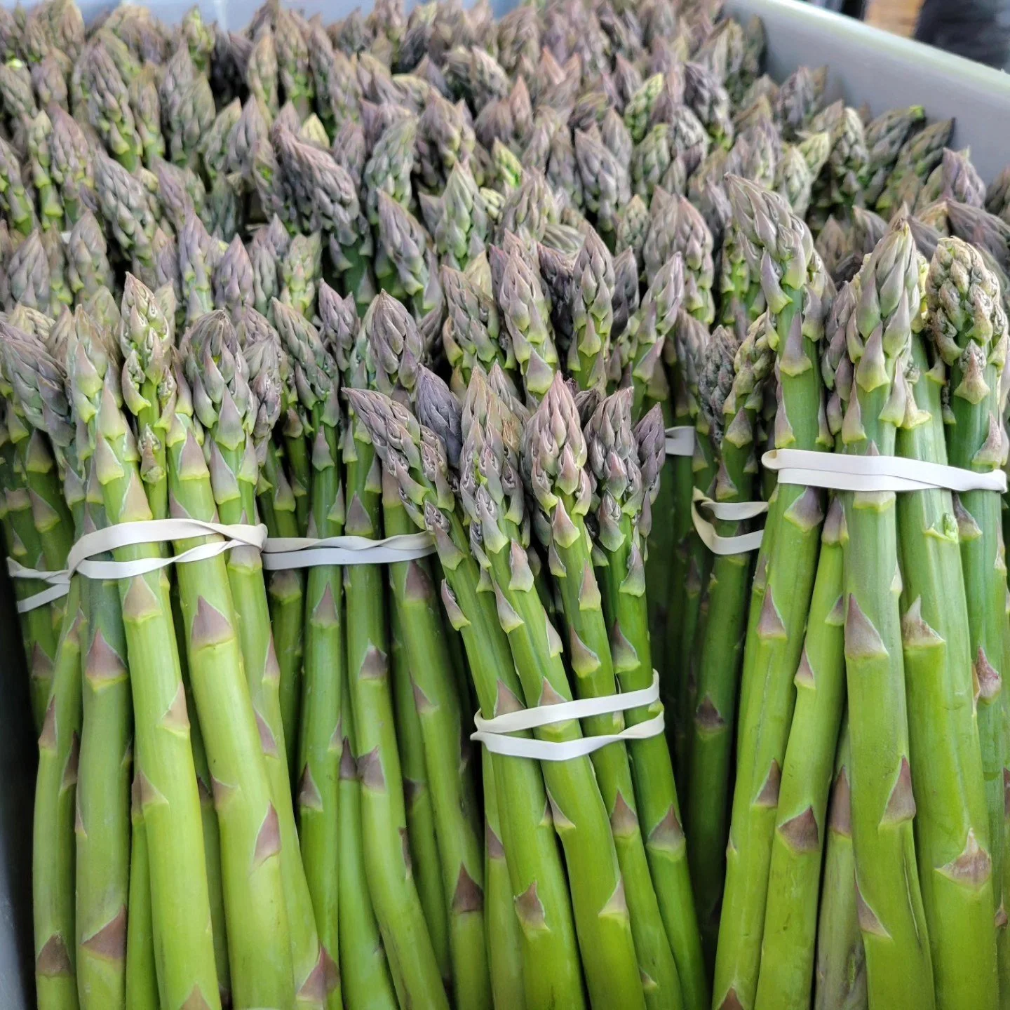 Asparagus.jpg