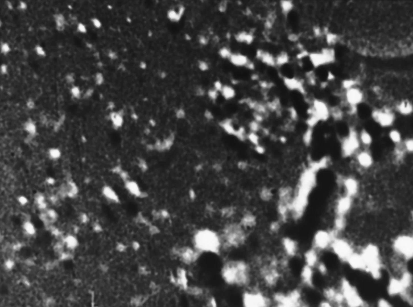 morphosis_9.jpg