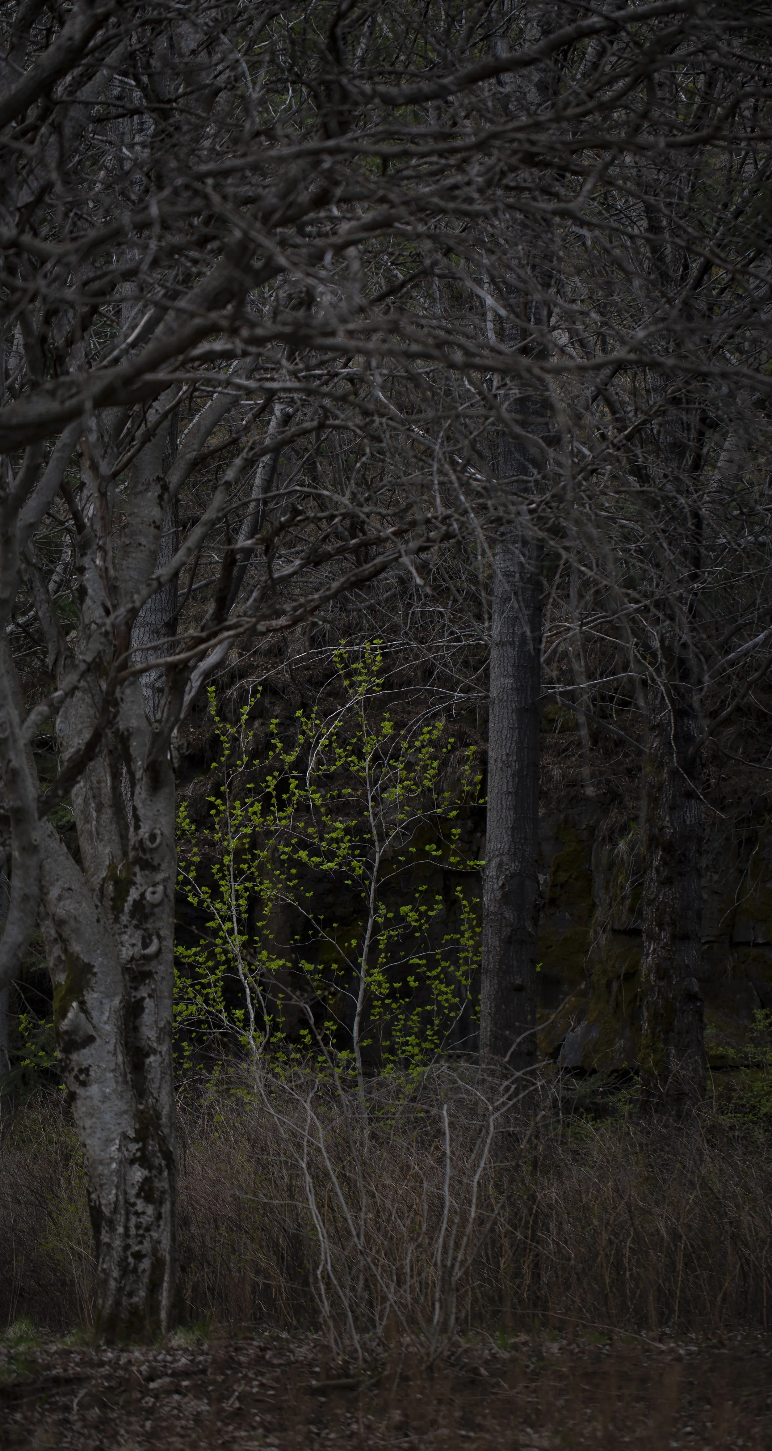 @christinegisla.is -5.jpeg