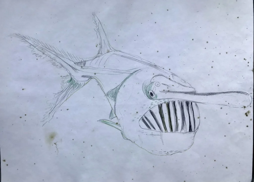 Lewison-learning polydon spathula.jpeg