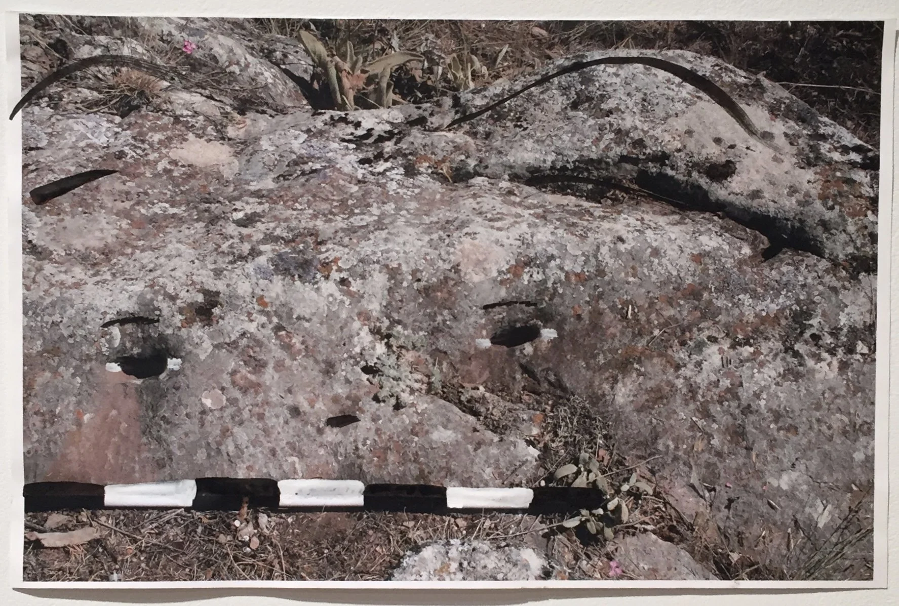 Drum Bochay fullsizeoutput_1ef1.jpeg