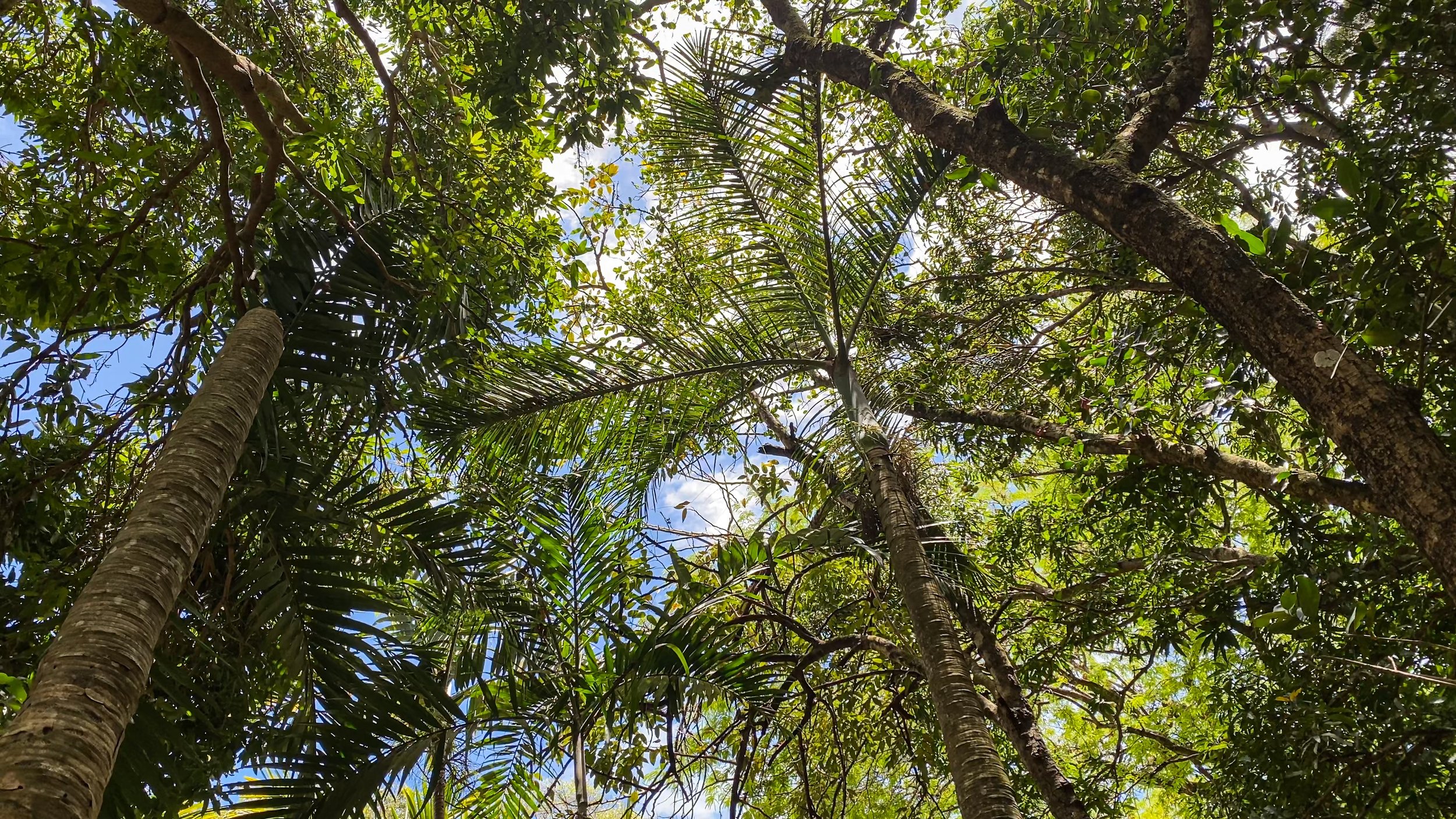 IMG_7487 the cuckoo.jpeg