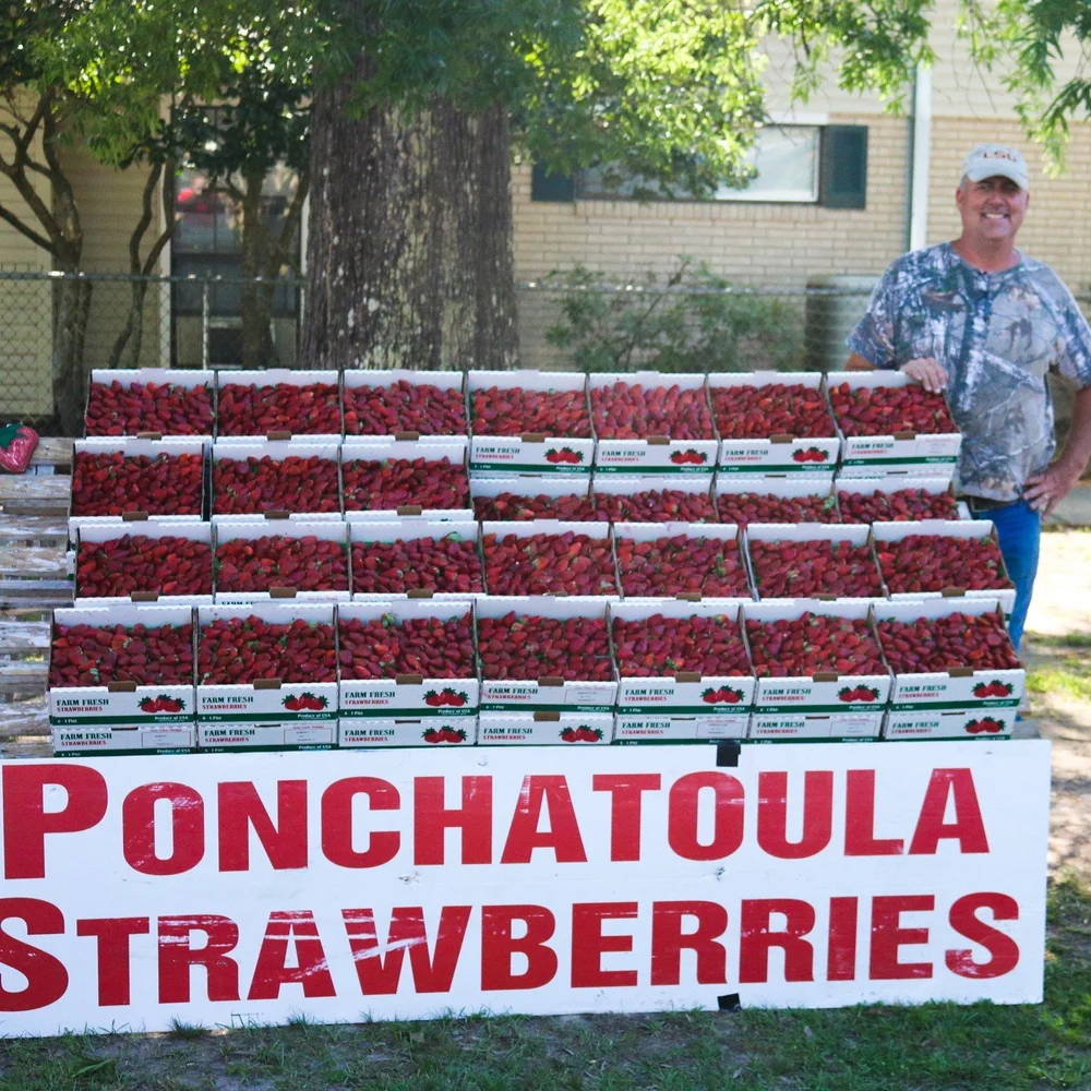 Farmers — Ponchatoula Strawberry Festival April 1113, 2025