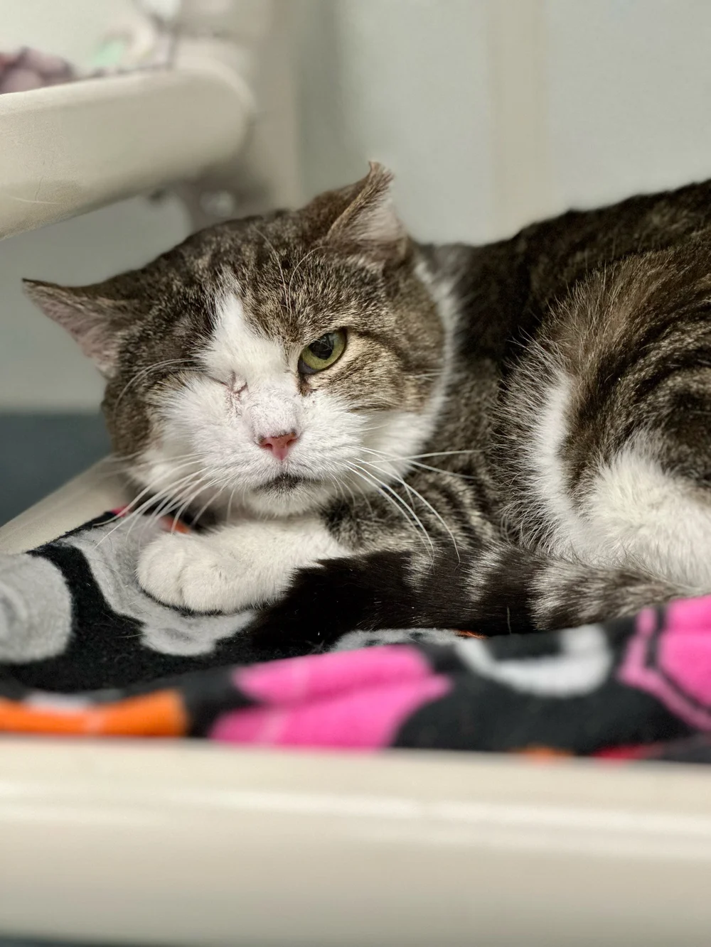 Philippine Animal Welfare Society Pet Orphanage Near Me Kapon