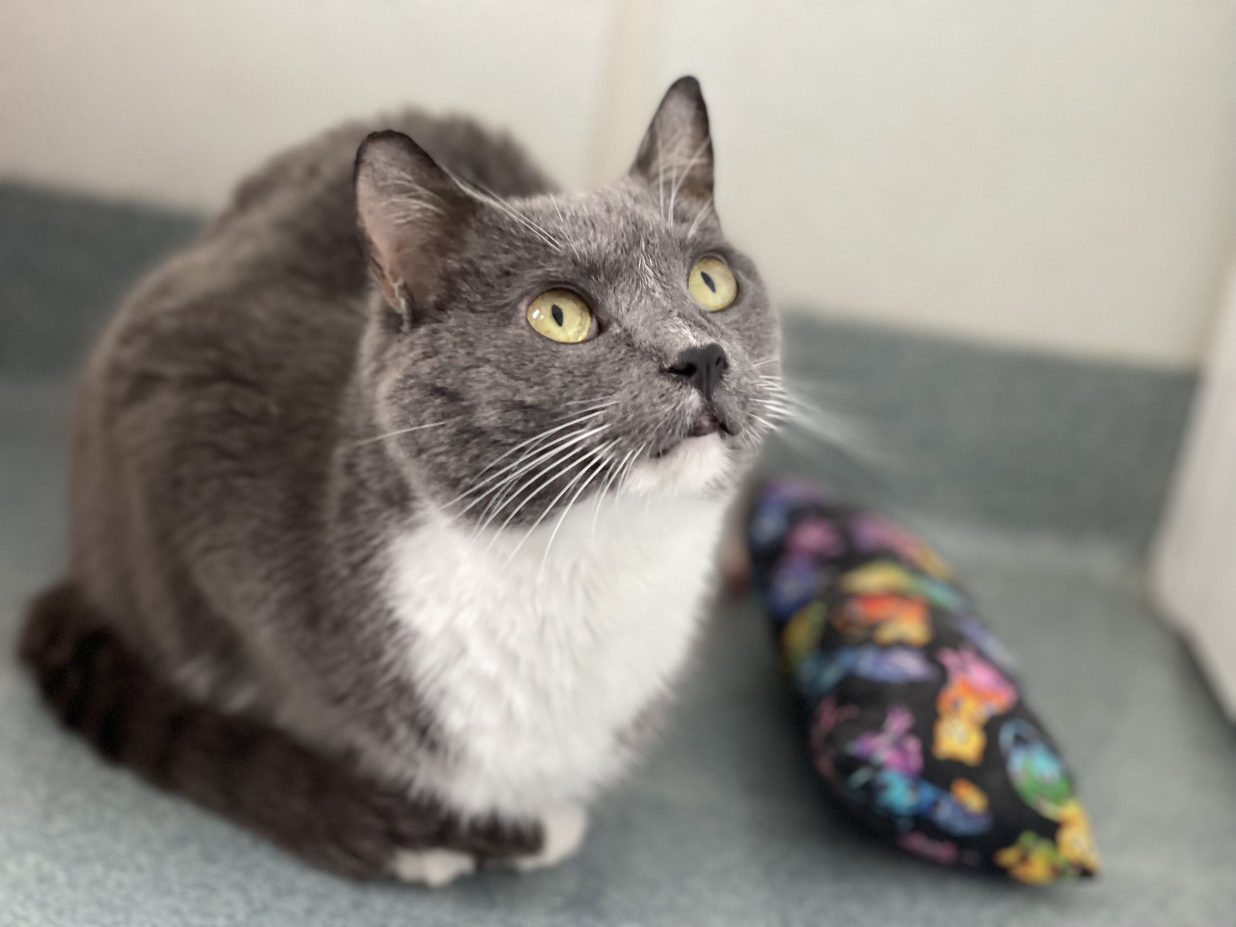Senior Cat Sponsorship