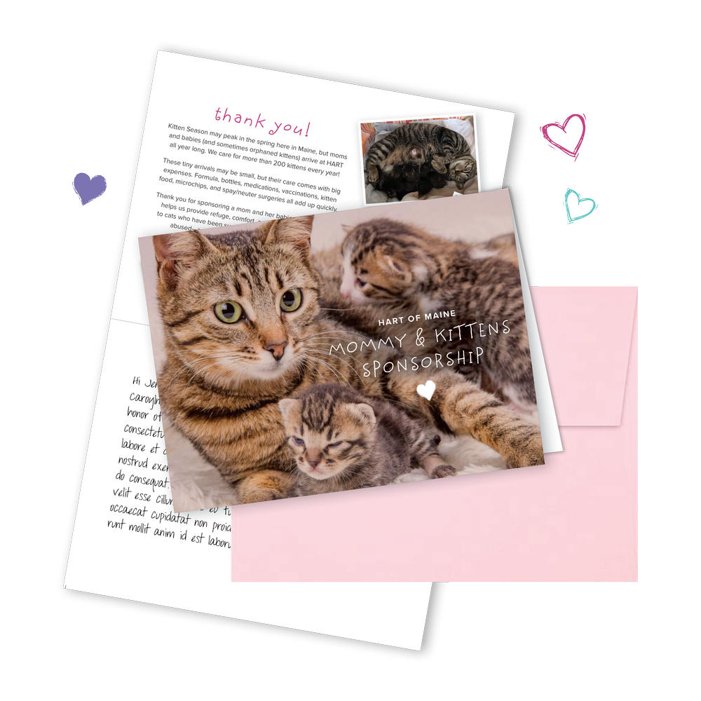 Petsmart Kittens For Adoption Near Petsmart Cat Adoption Center