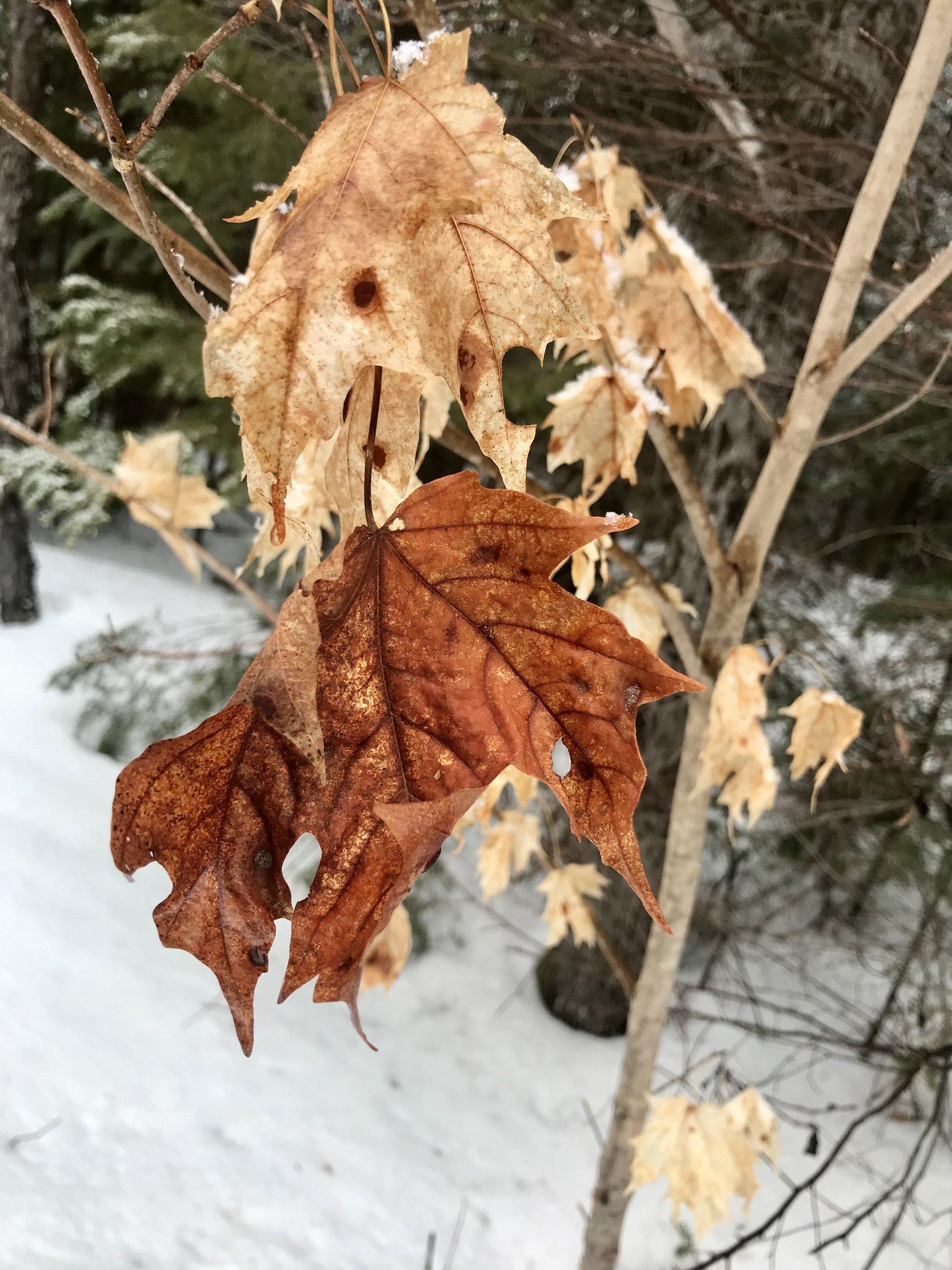 Submitted by Sandy Kerr