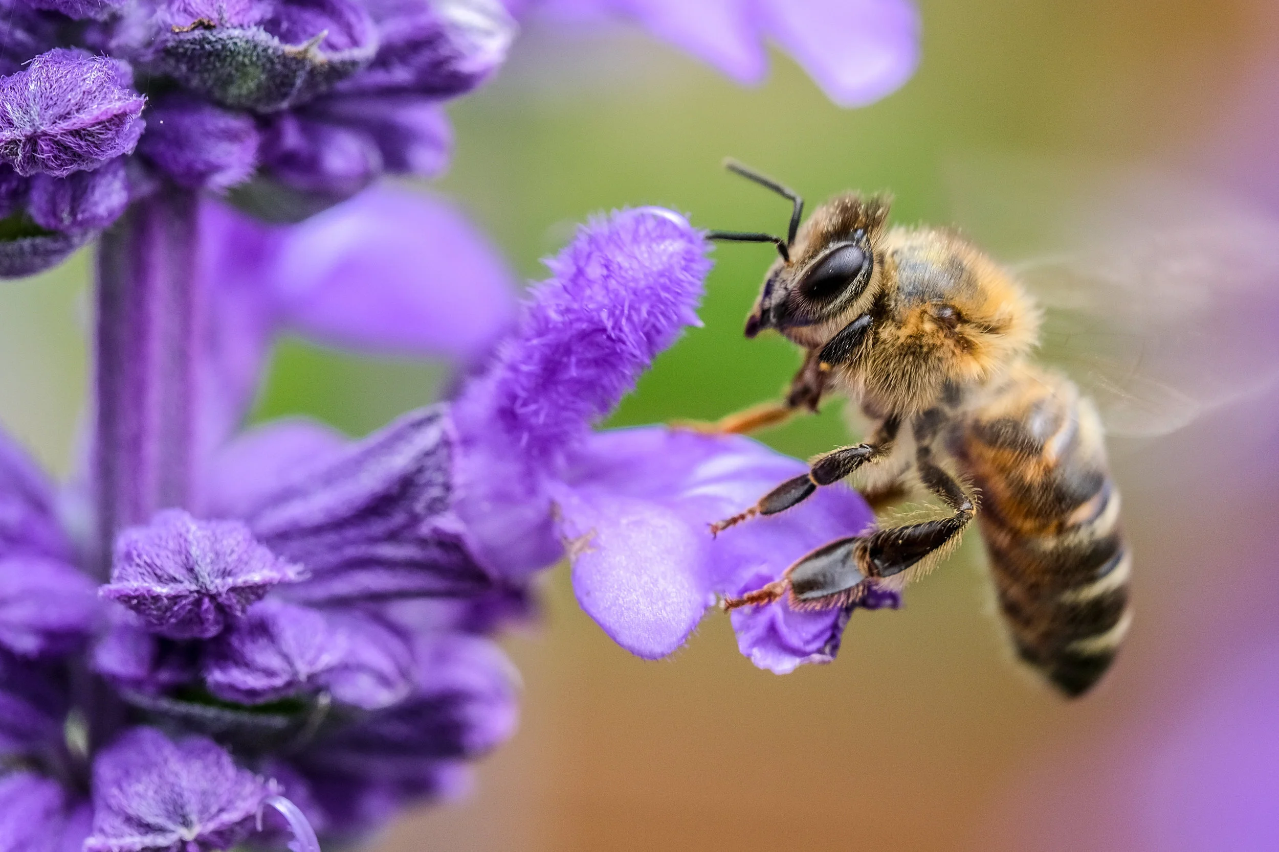 Bee a Hero! 2020 CKL Pollinator Garden Challenge