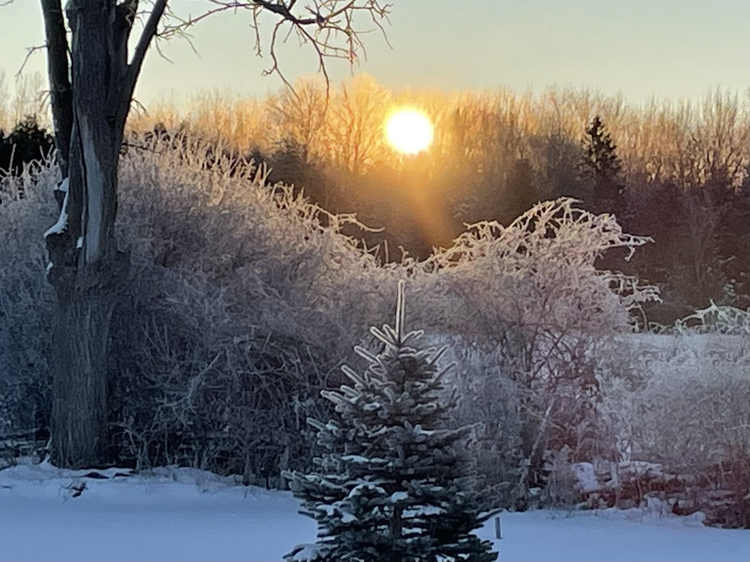 Submitted by Anne Gamsby