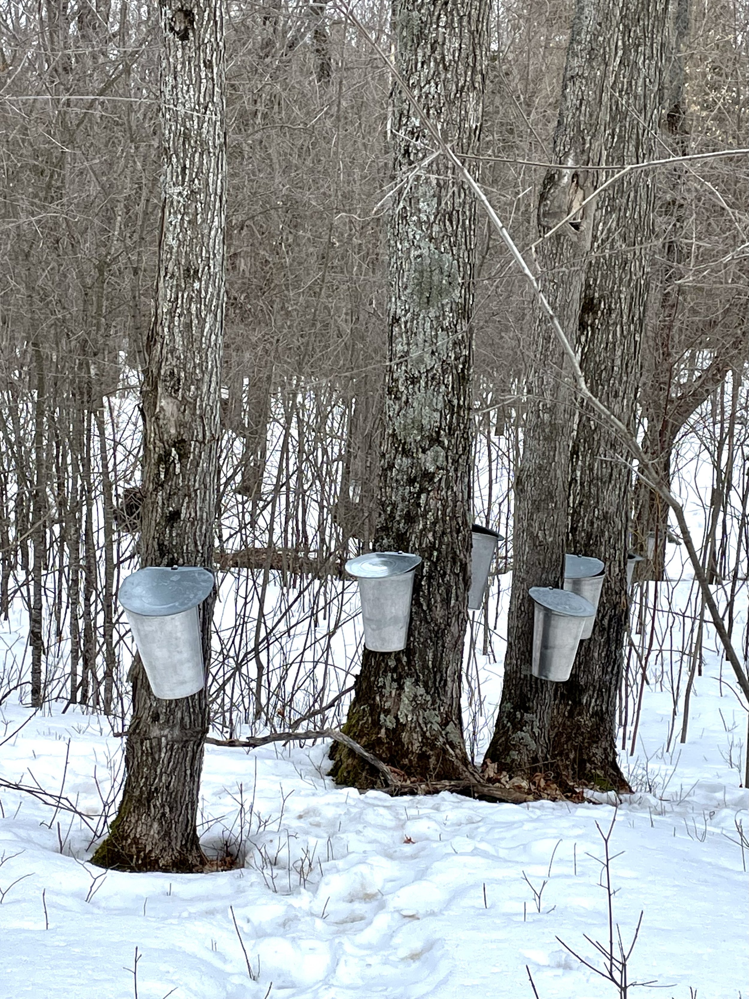 Submitted by Anne Gamsby
