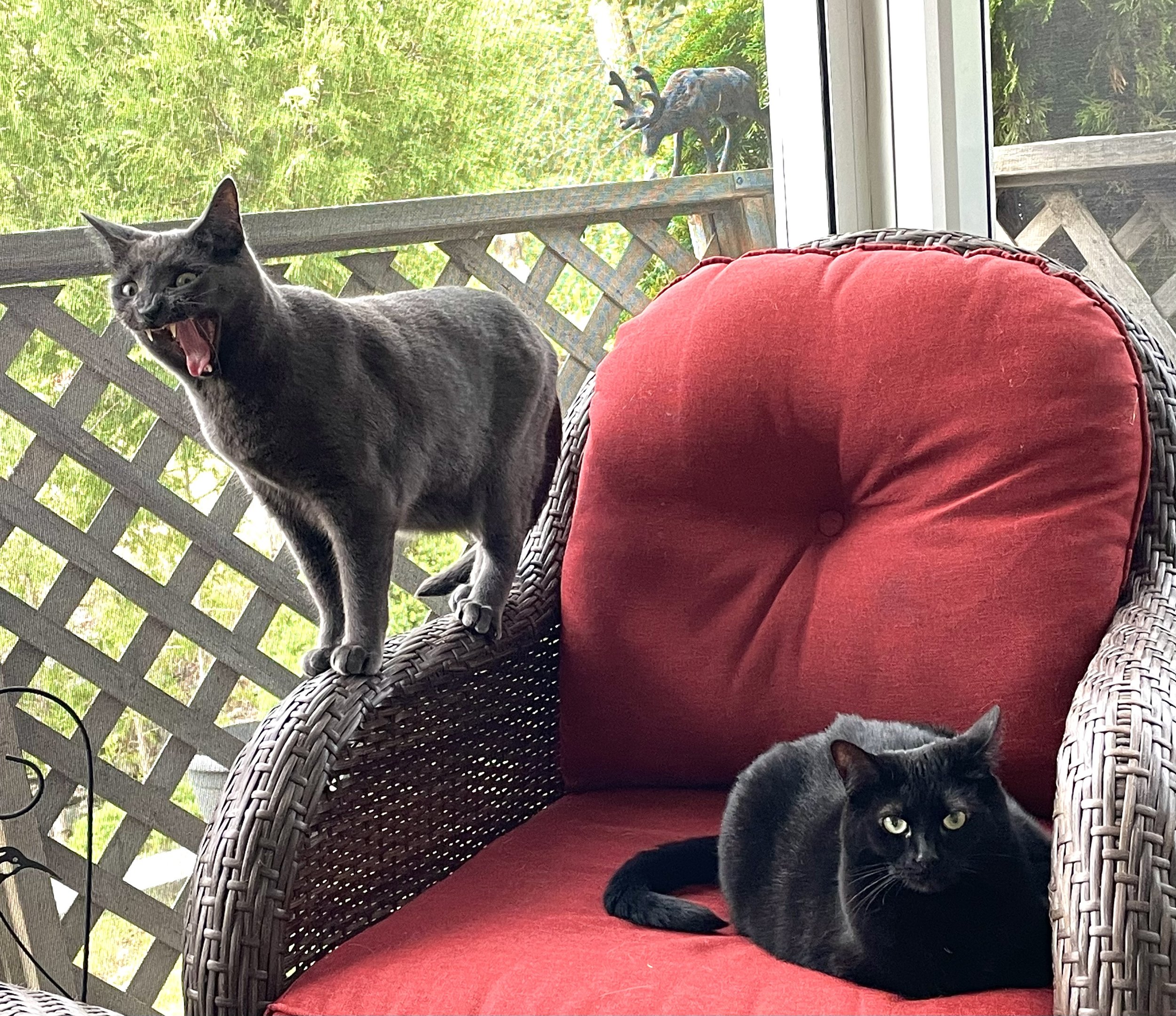 Submitted by Anne Yorke