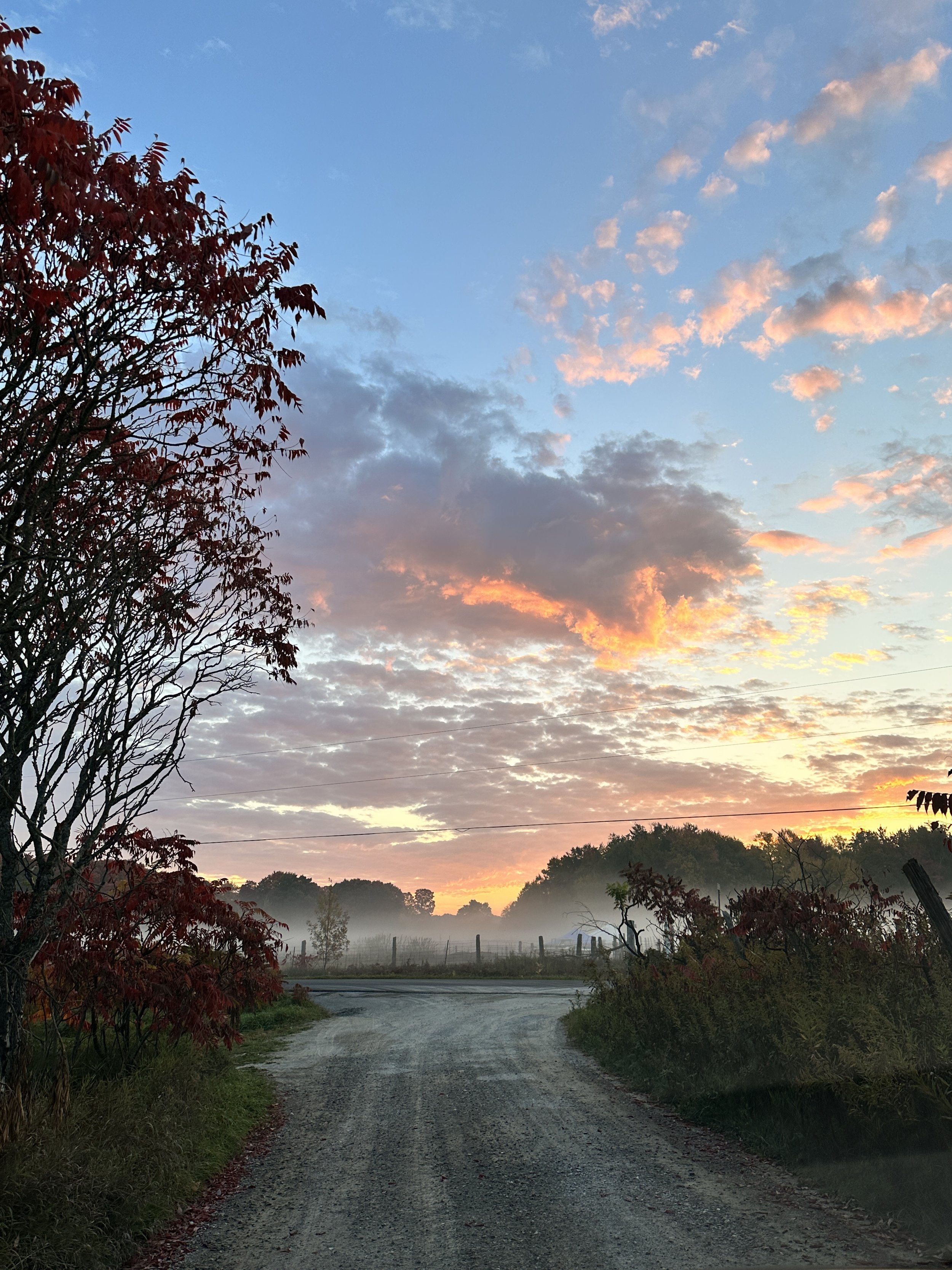 Submitted by Susan Johnstone