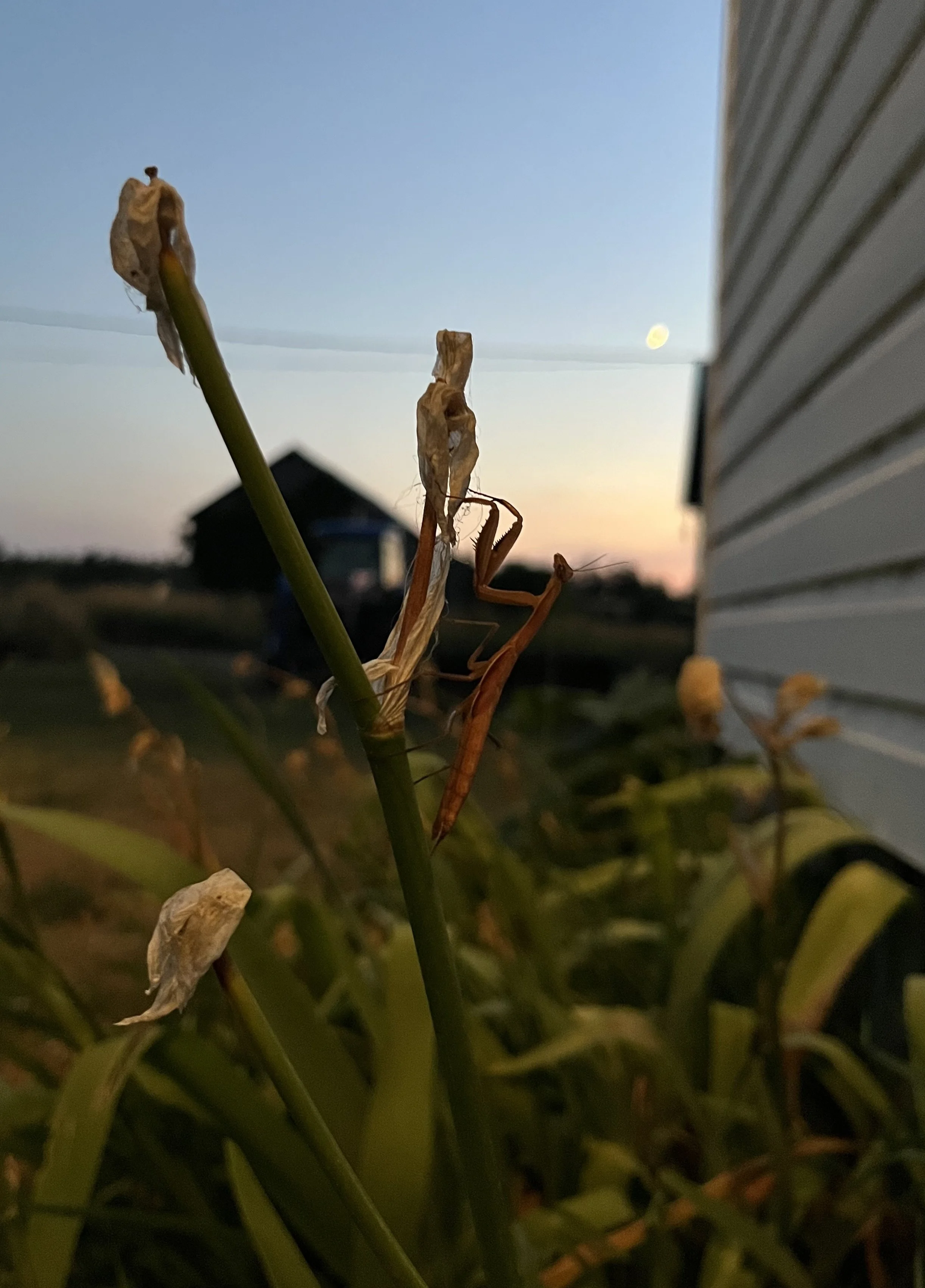 Submitted by Julie Knox