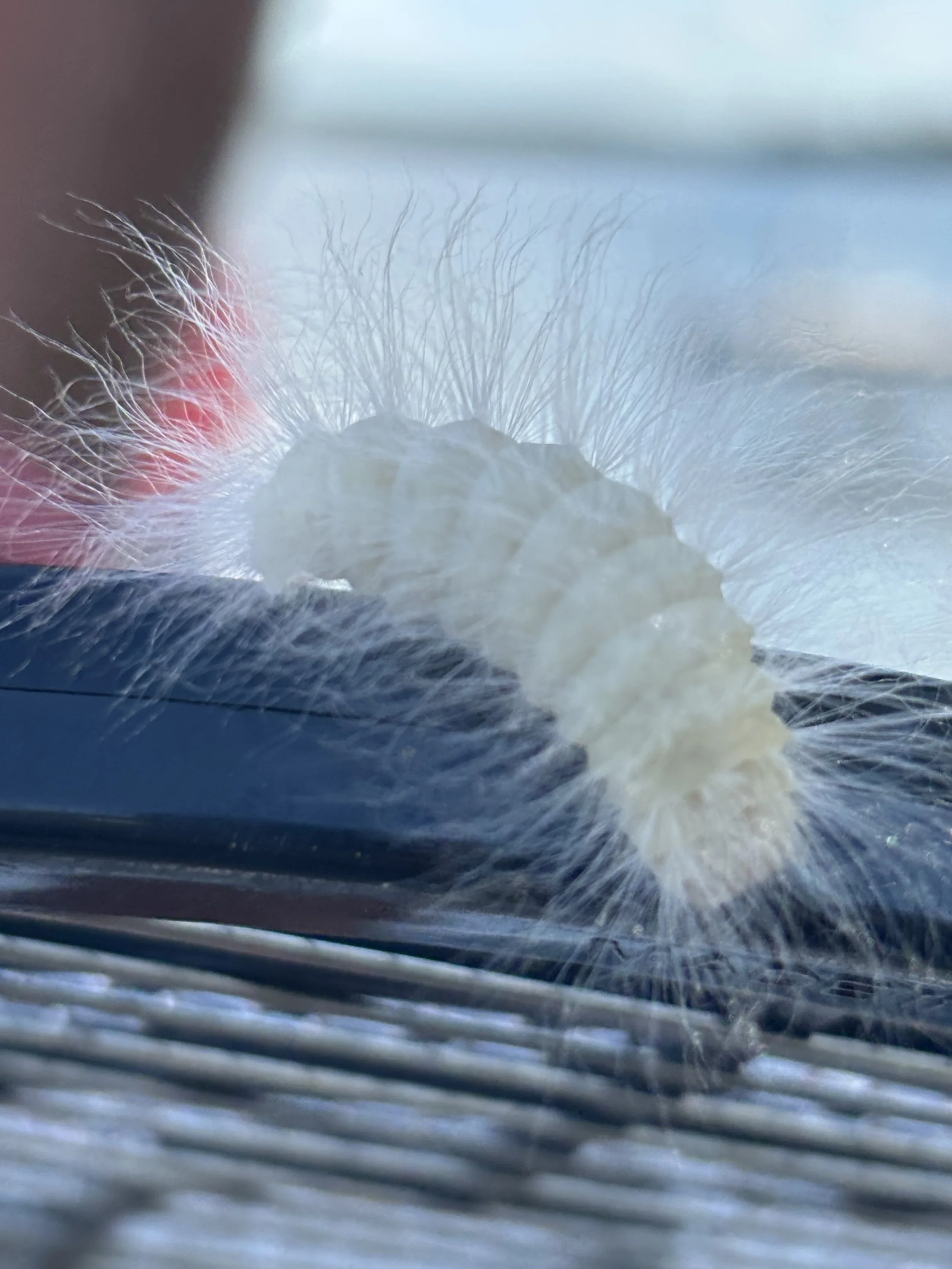 Fuzzy white caterpillar_Lue -Ann Swanson.jpeg