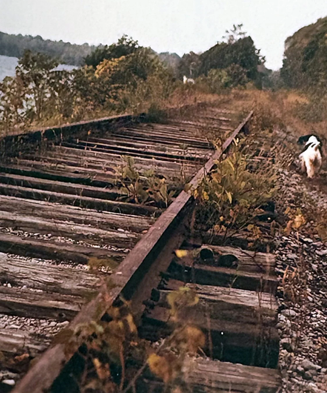 Tracks and Dog_300DPI.jpg