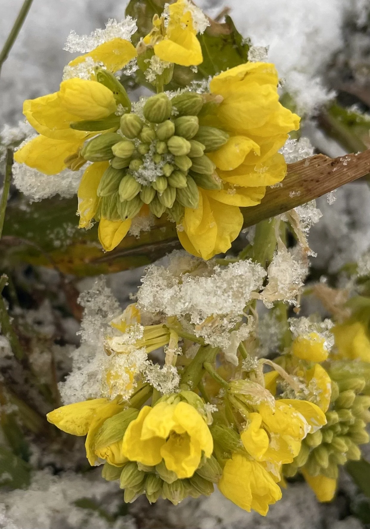 Submitted by Anne Yorke