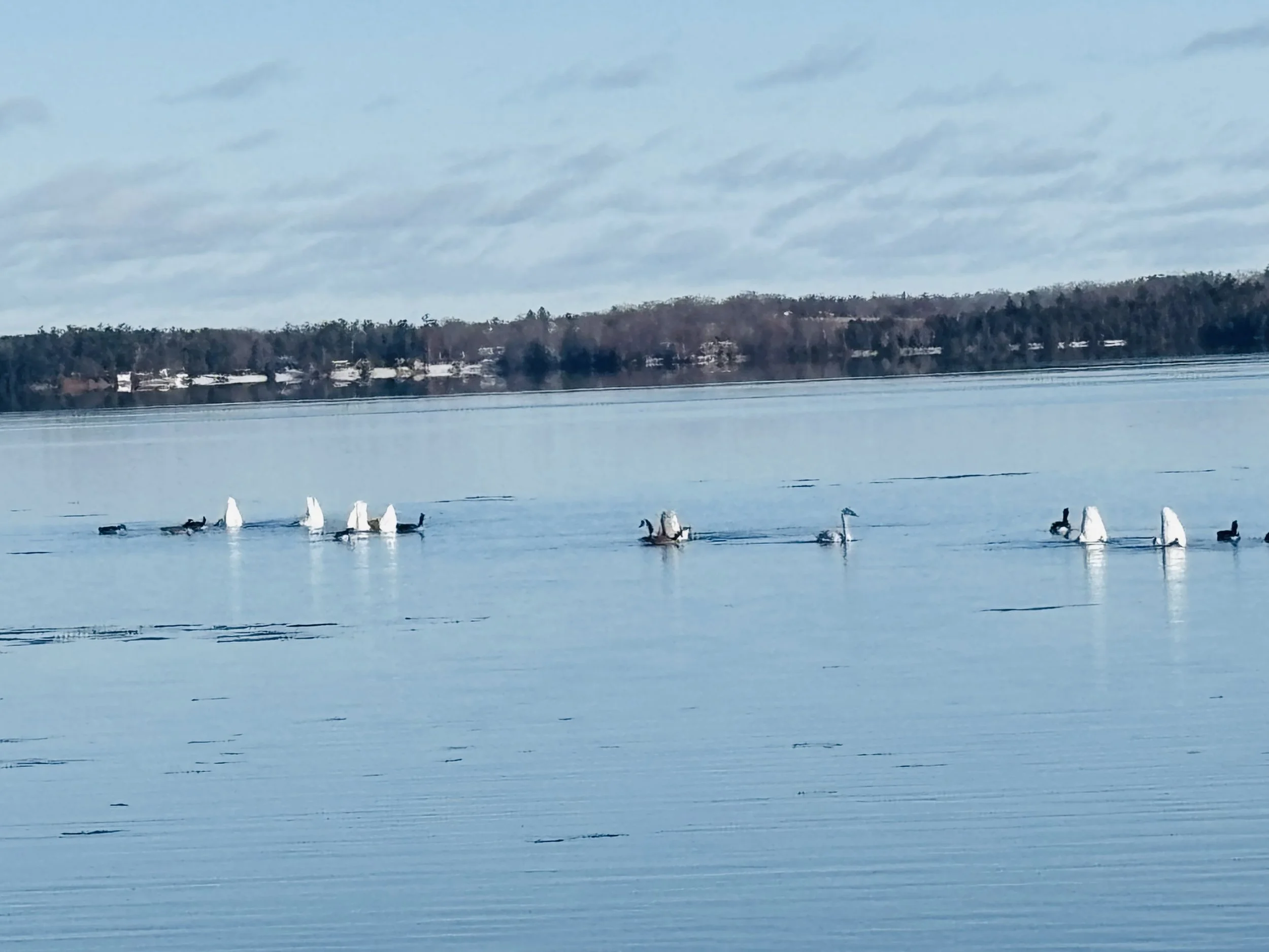 Submitted by Lue -Ann Swanson