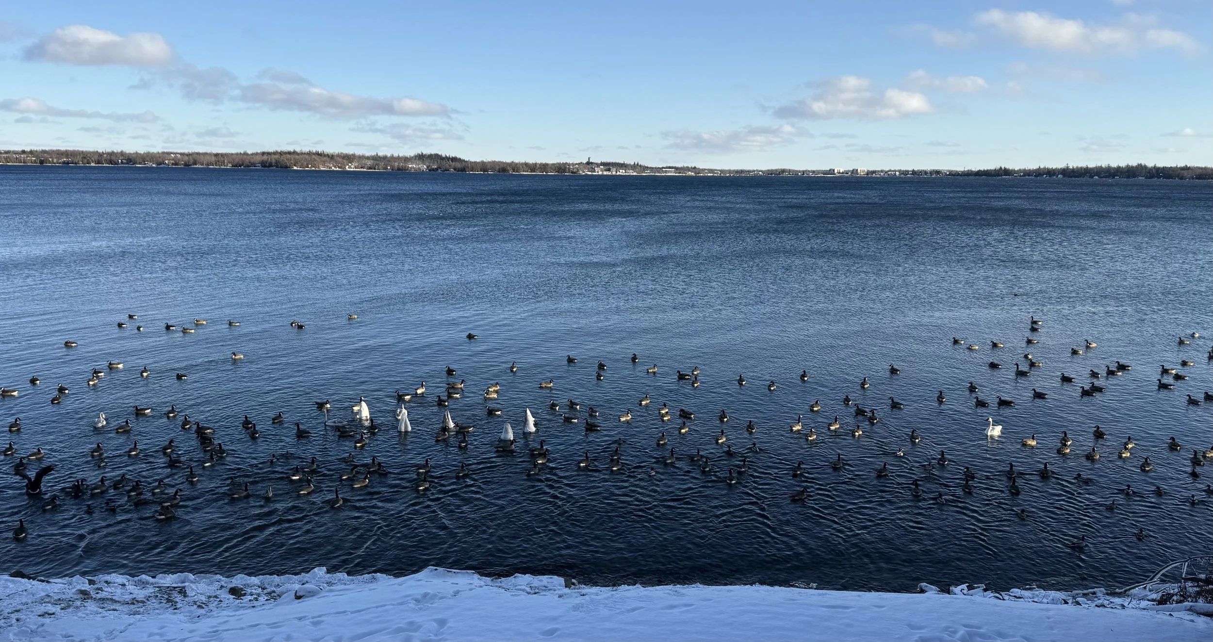 Submitted by Dan Jones