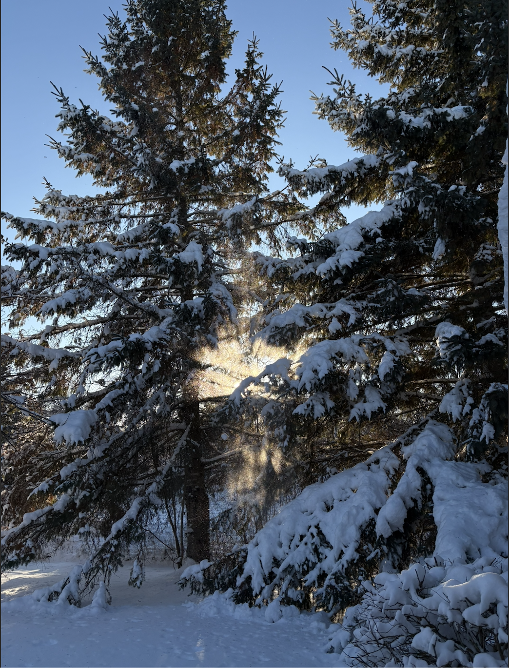 Submitted by Chantal Soutar