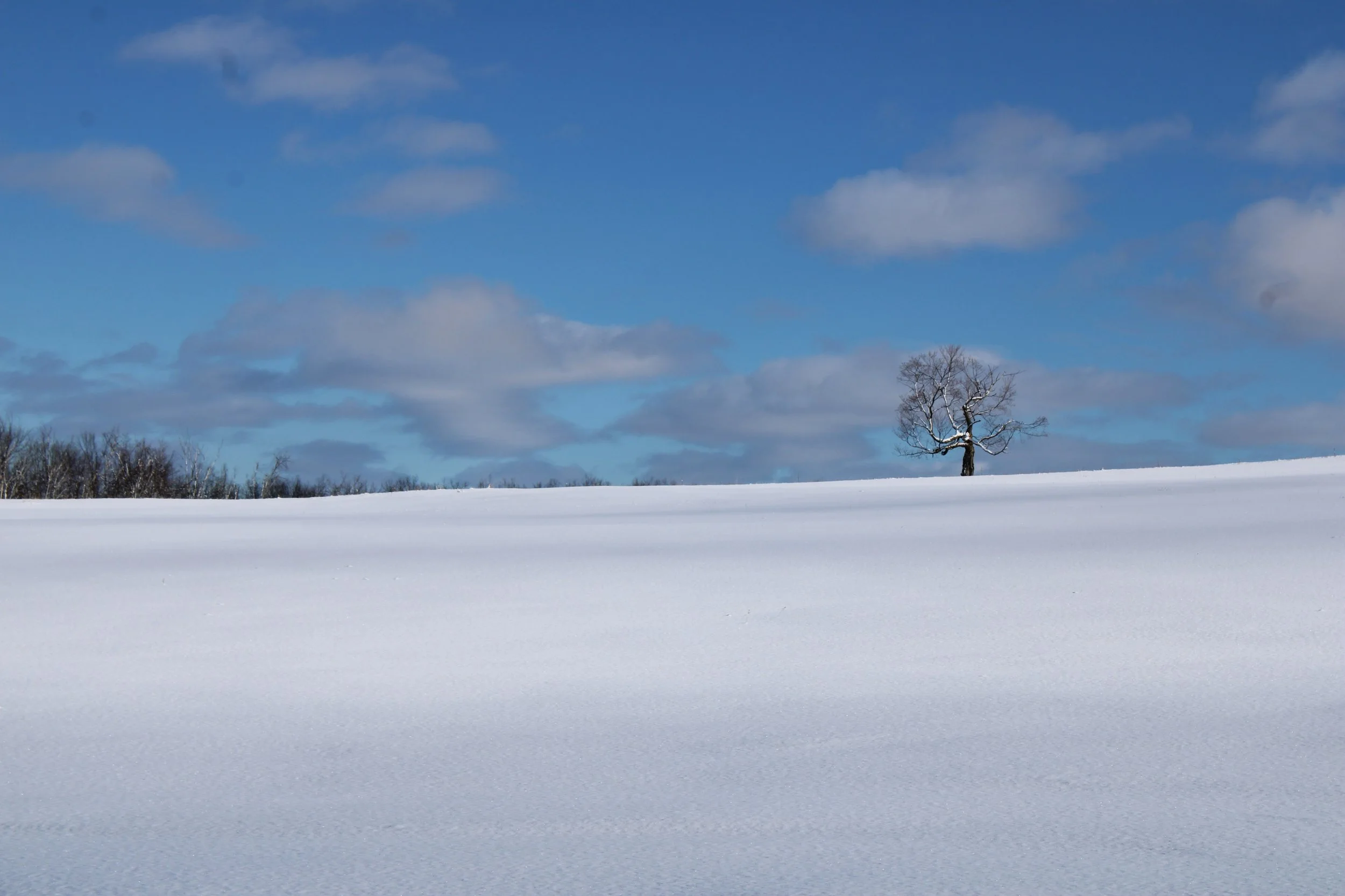 Submitted by Bud Murray