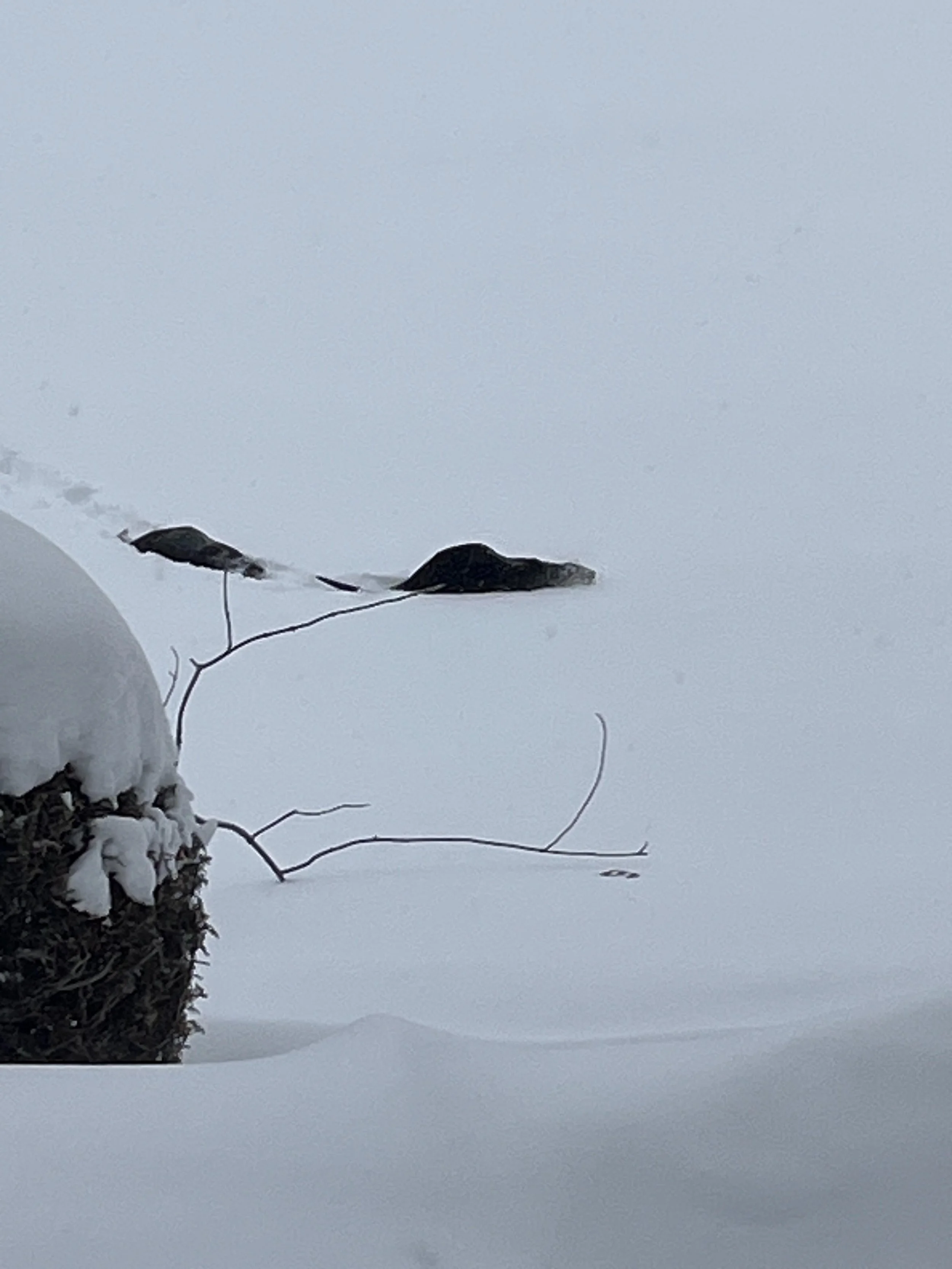  Maybe they should taken the "otter" route? 