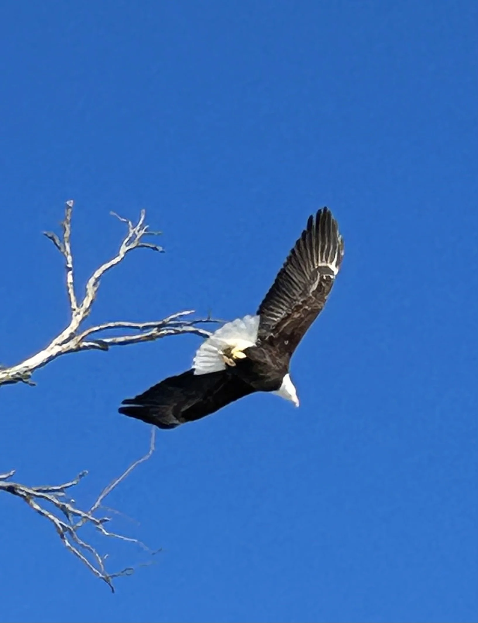 Submitted by Bruce Jepson