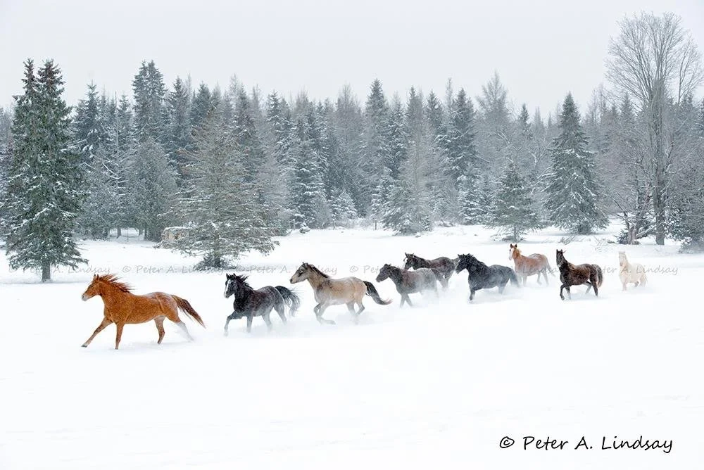 Submitted by Peter Lindsay