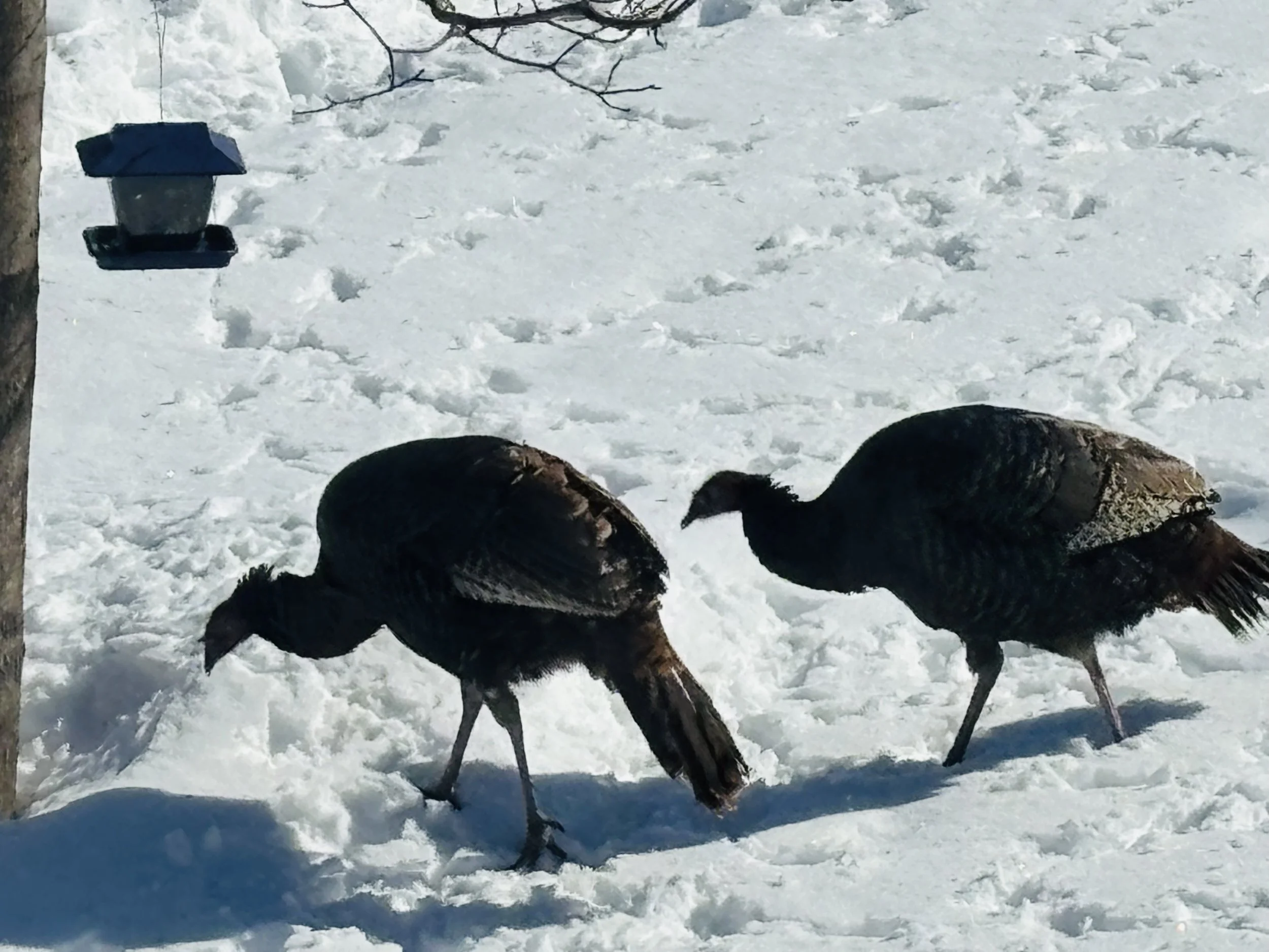 Submitted by Lue -Ann Swanson