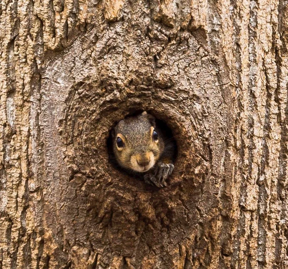 Submitted by Greg Gilroy