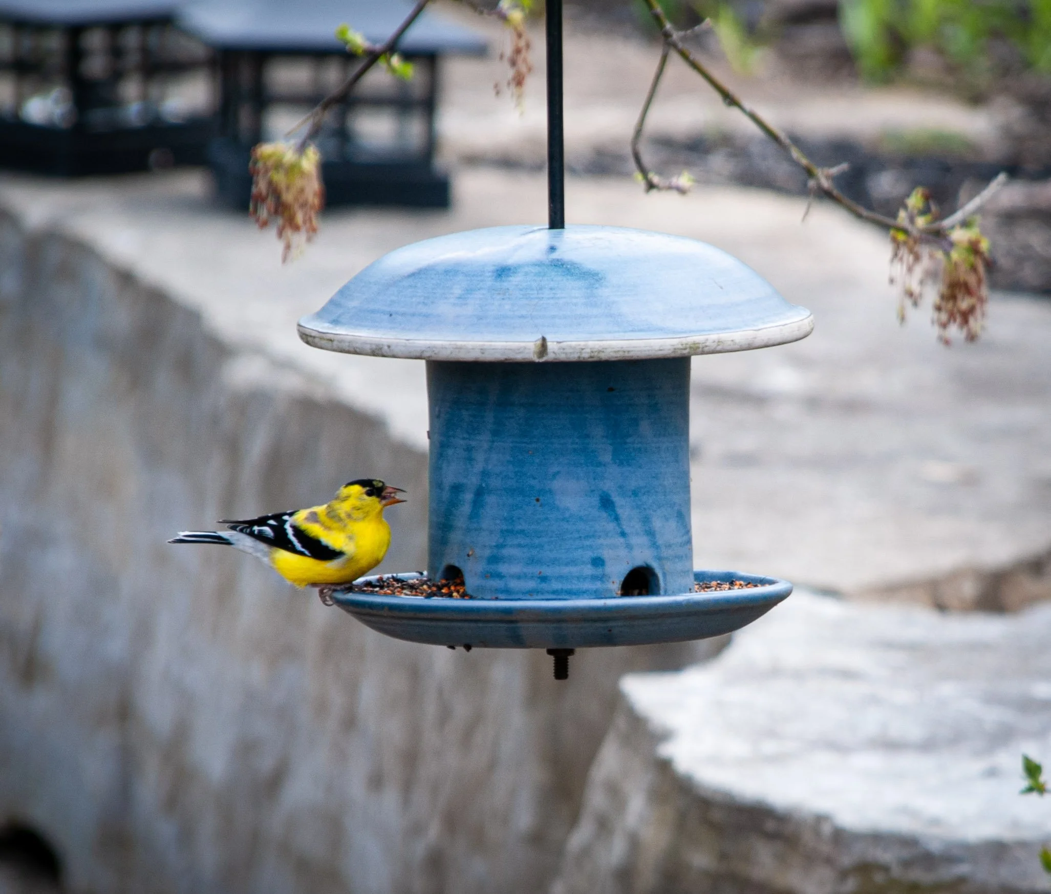 Submitted by Paul Leduc