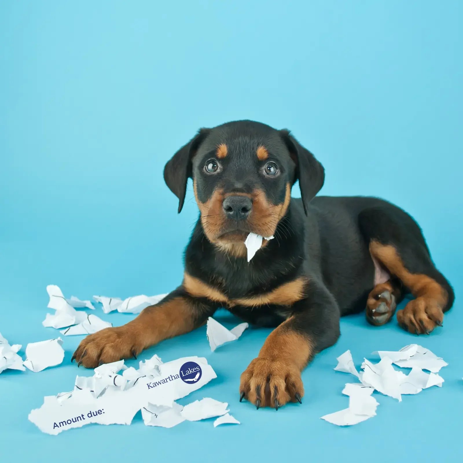 Kawartha Lakes encourages residents to Go Paperless for a chance to win