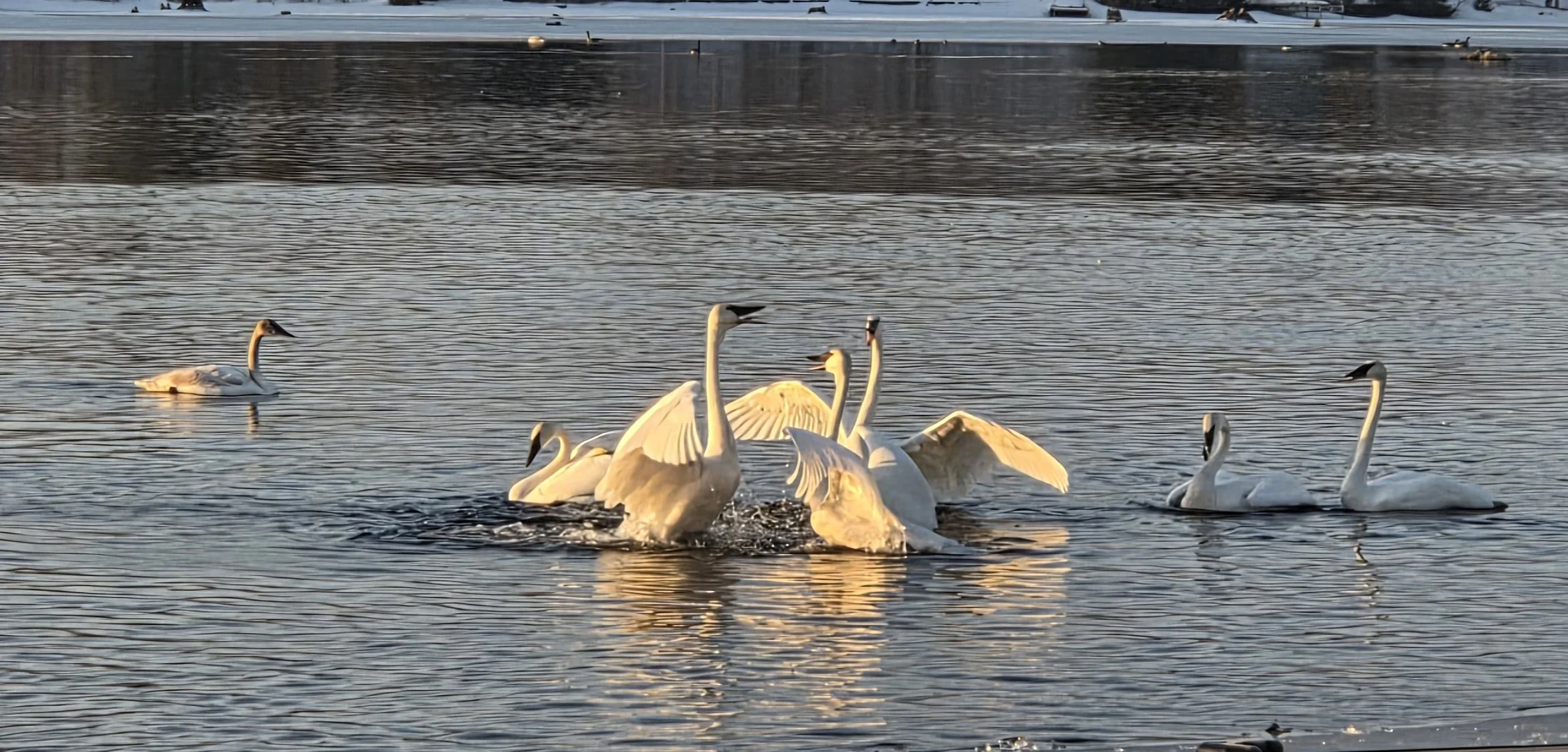 Submitted by Sue Simpson