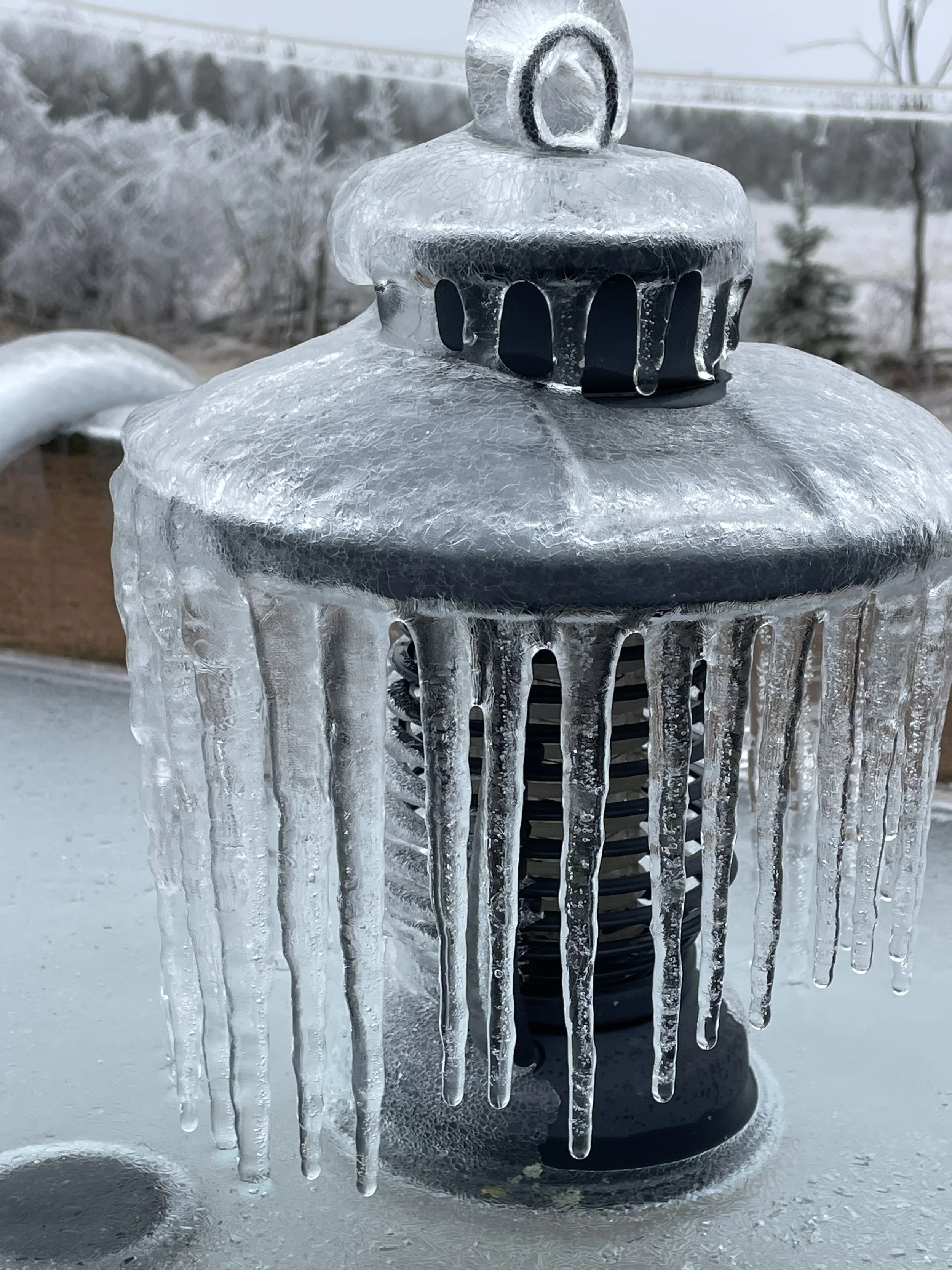 Submitted by Anne Gamsby