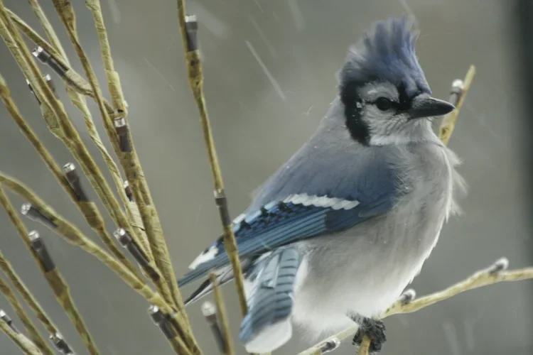 Submitted by Cheryl Pearson