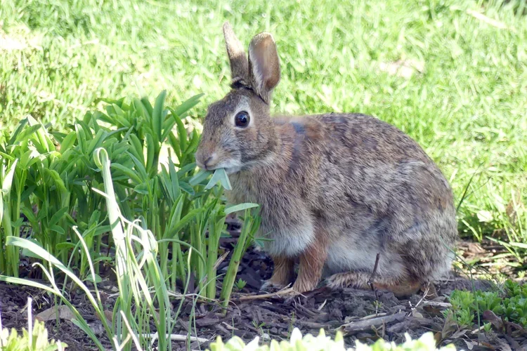 Submitted by Sharon Phelps