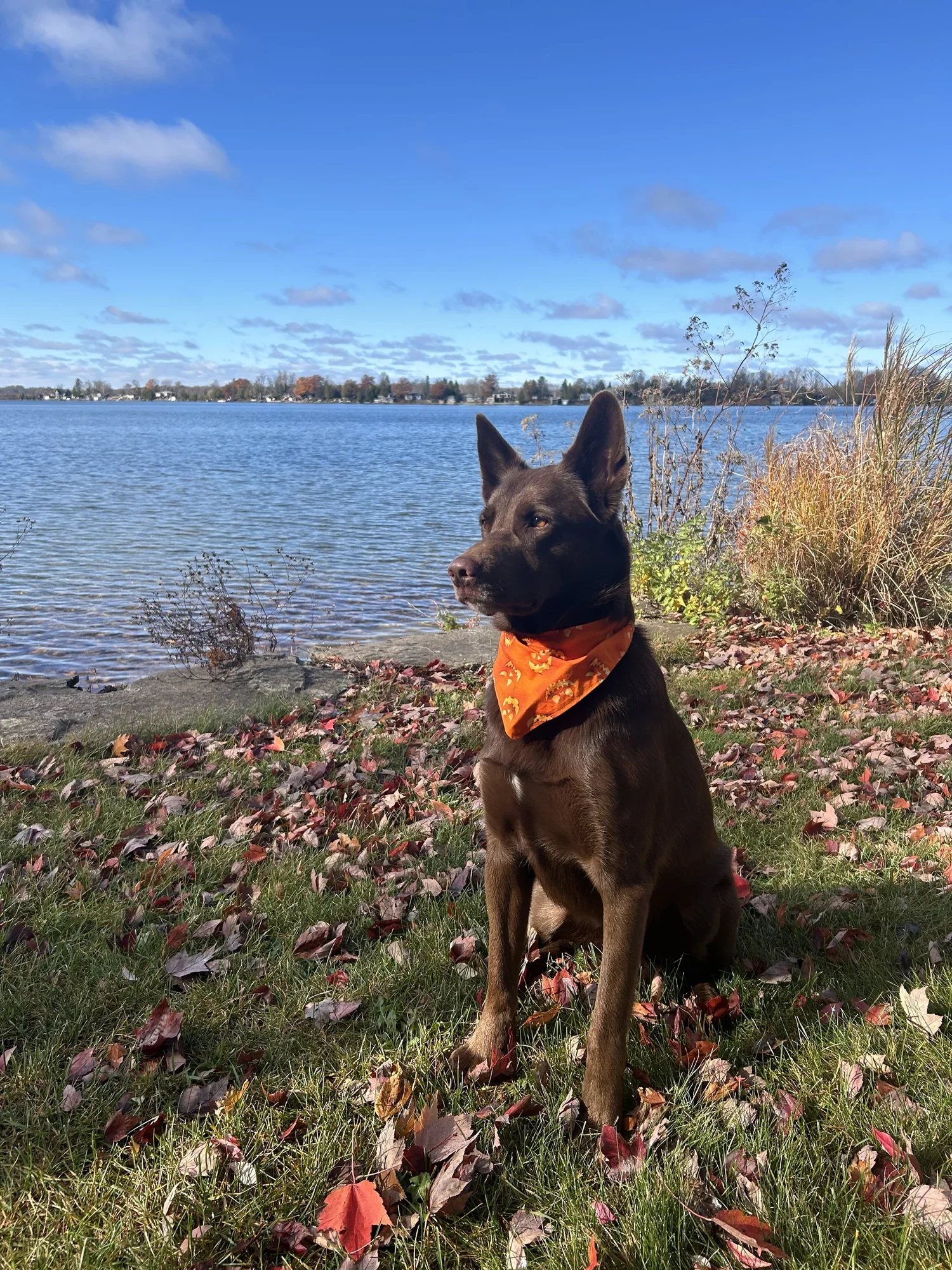 Submitted by Cindy Platten