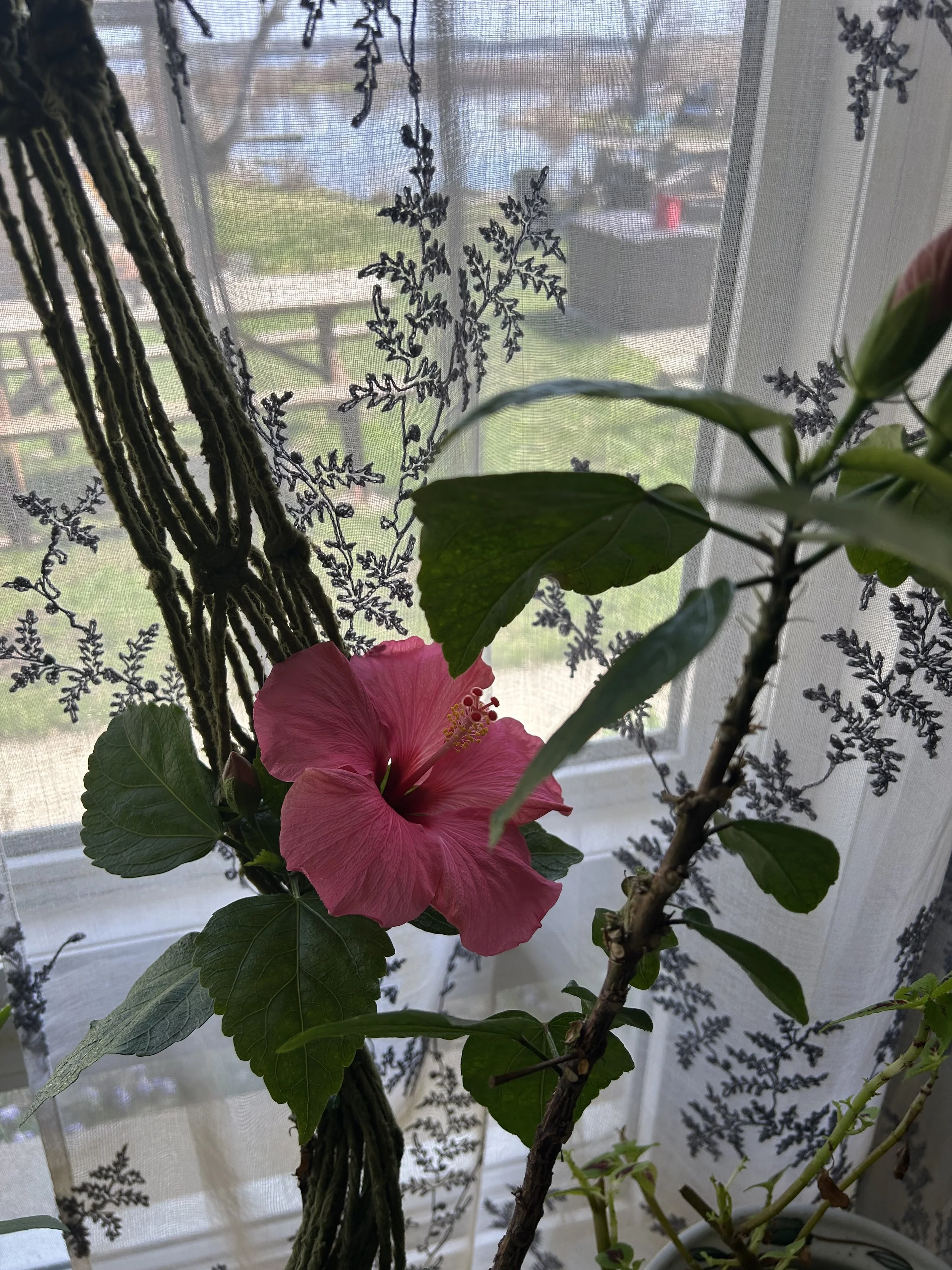 Submitted by Wanda Tsiakos