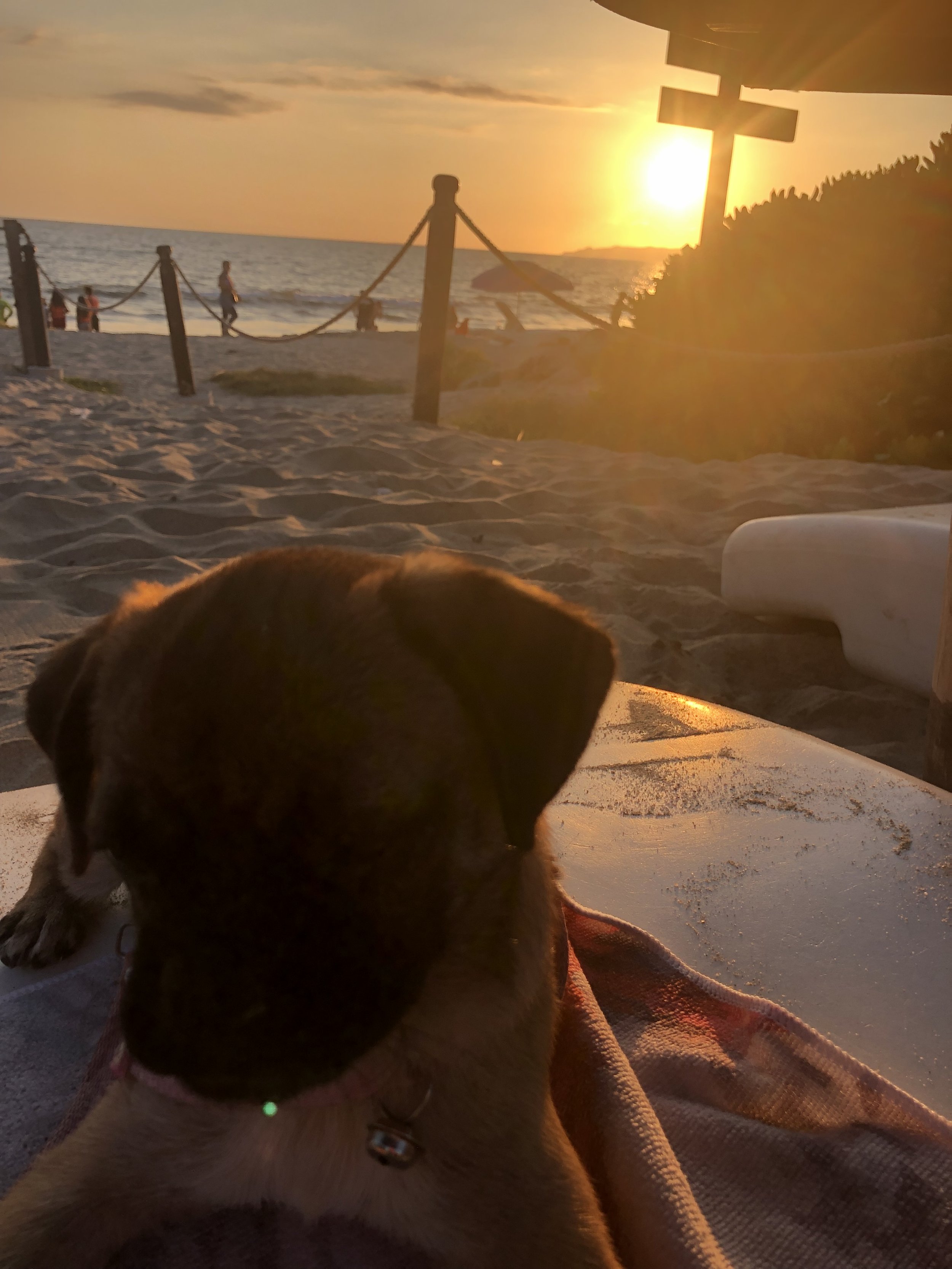 Submitted by Wanda Tsiakos