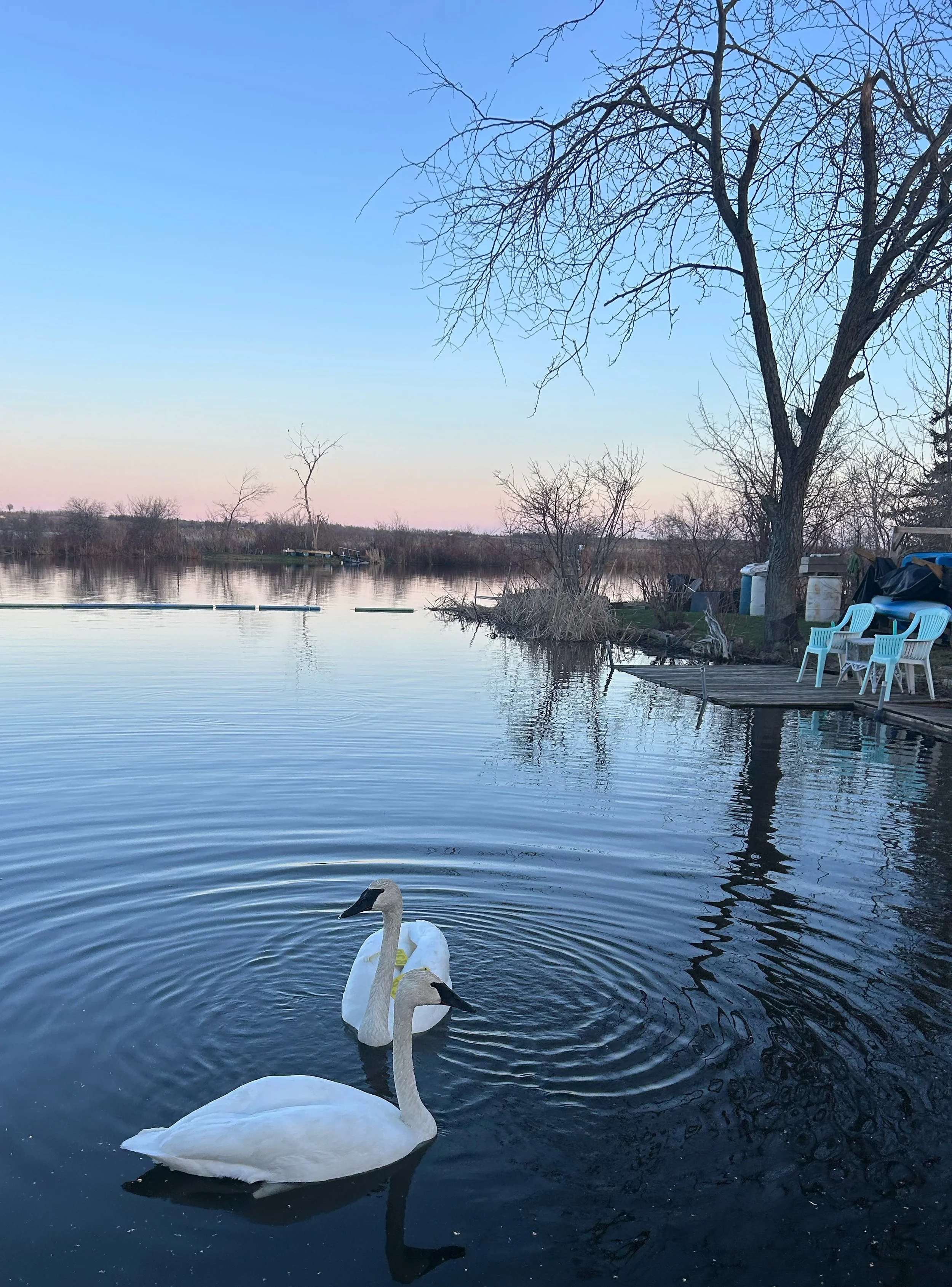 Submitted by Wanda Tsiakos
