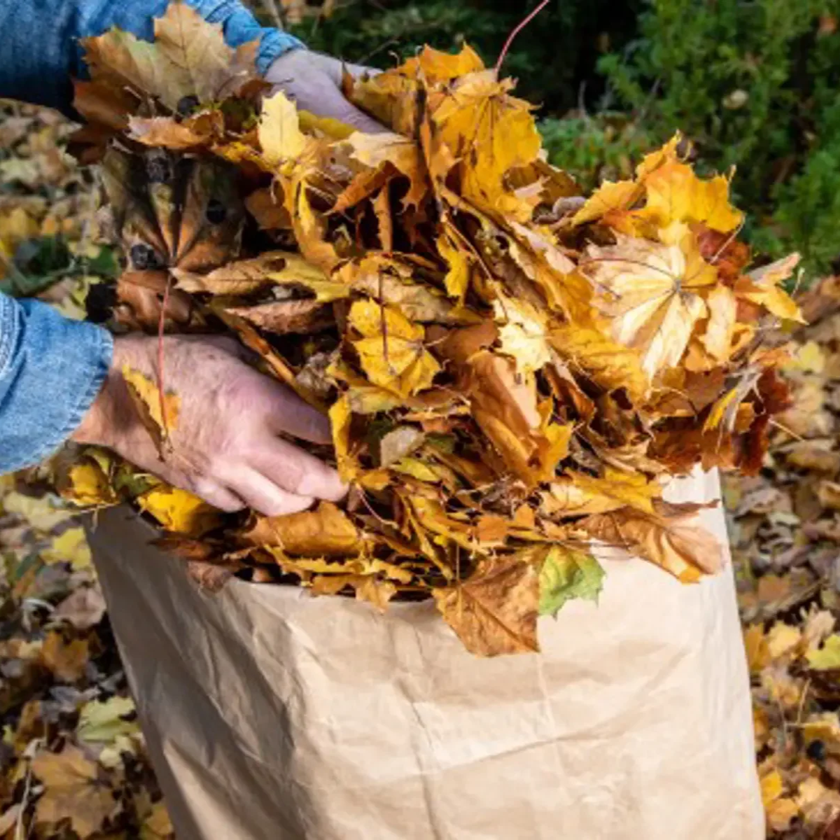 Spring curbside leaf and yard collection is back