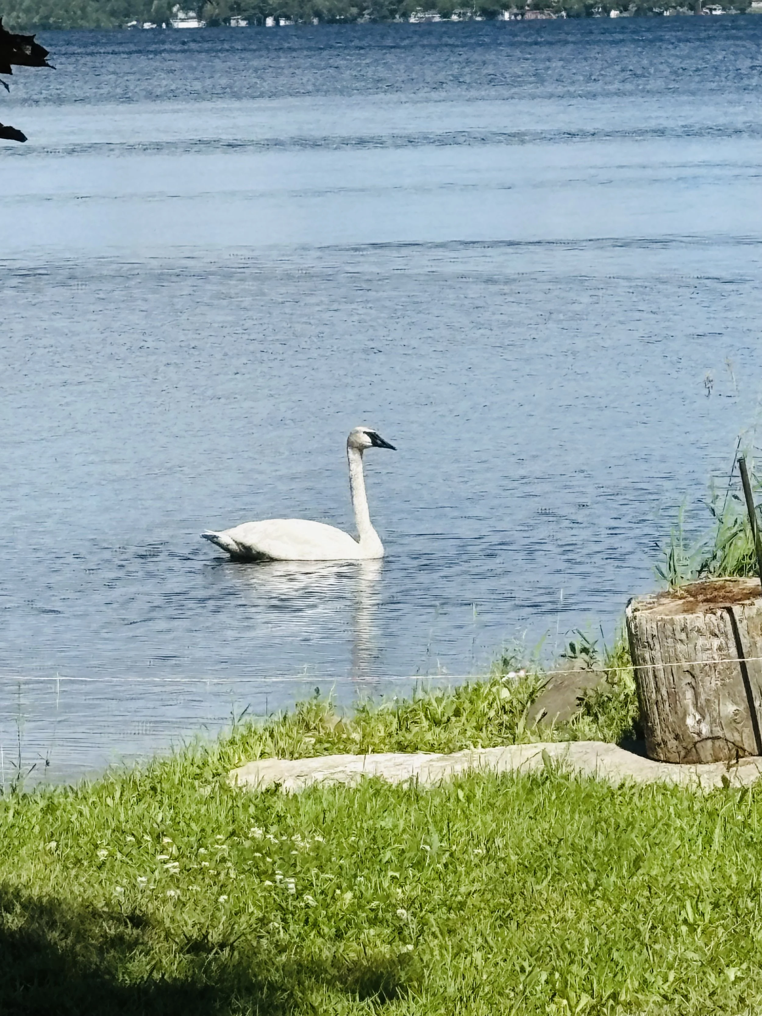 Lue -Ann Swanson_Swan visiting us on Cameron Lake.jpeg