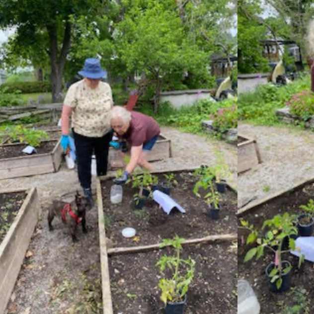 Growing More Than Vegetables: The Heart Behind the Victory Garden