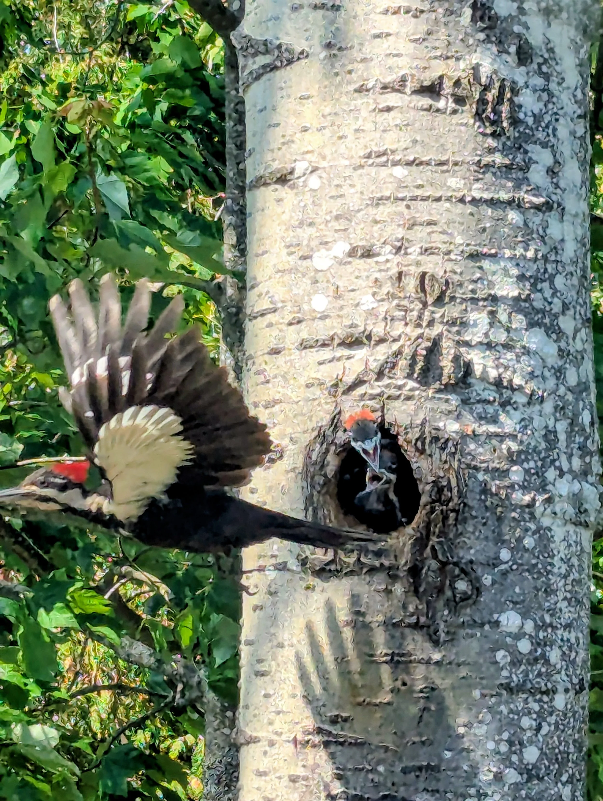 Submitted by Carol Milroy