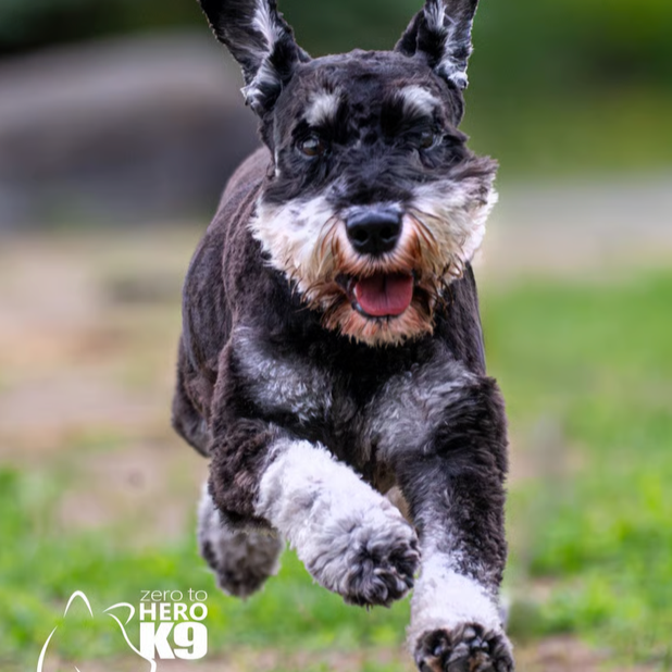 The Best Summer Games for Dogs (That Secretly Teach Good Behaviour)