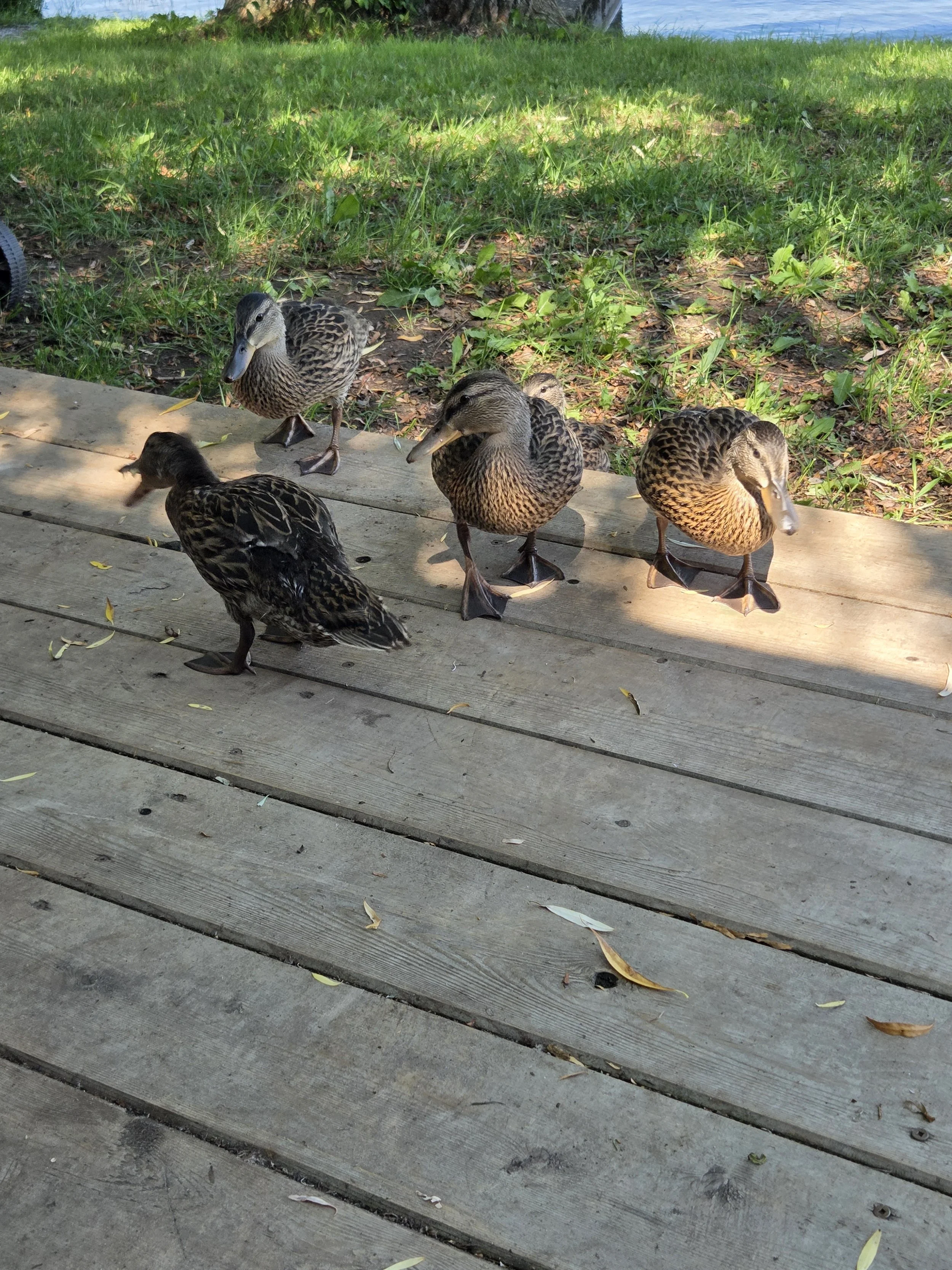 Submitted by Sue Simpson
