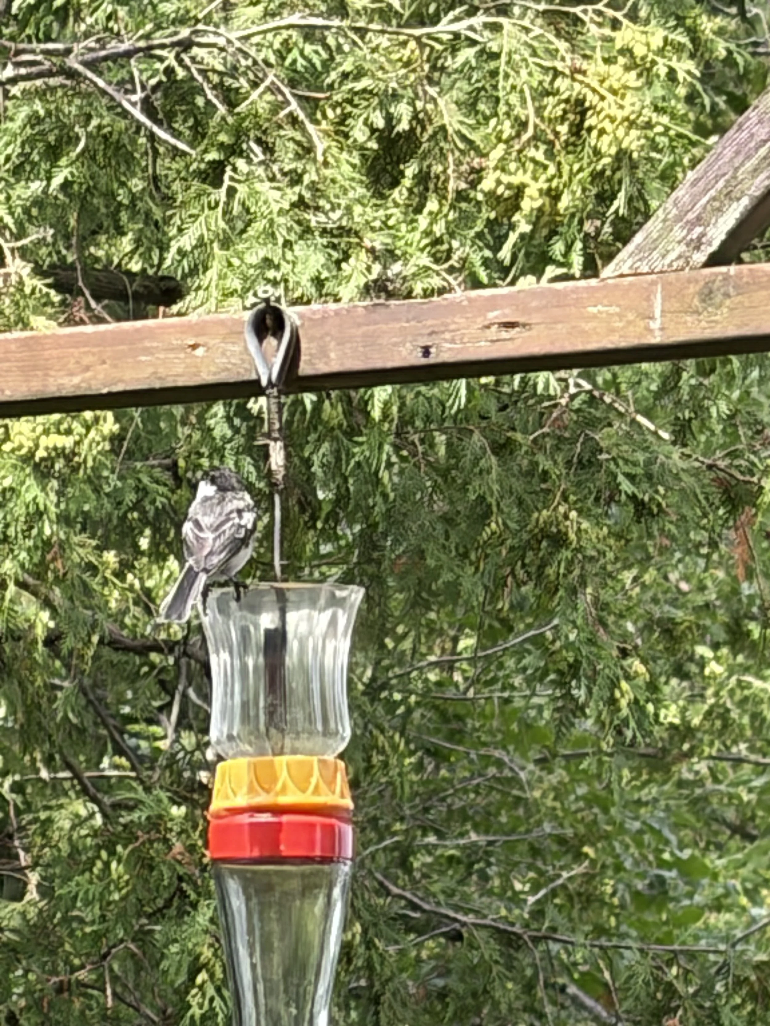 Chickadee & Nuthatch enjoying a summer drink_Bruce & Diana..jpg