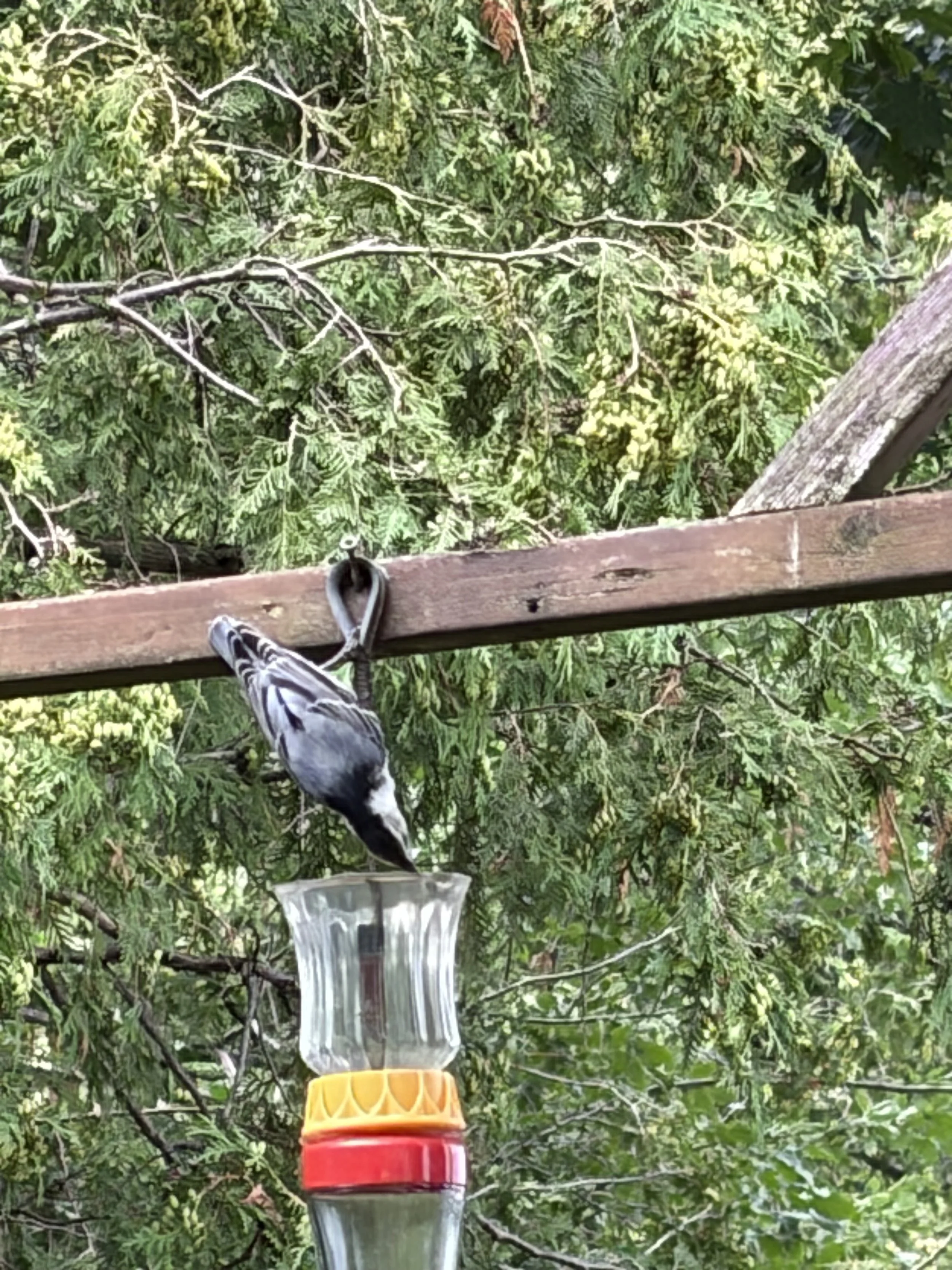 Submitted by Bruce &amp; Diana