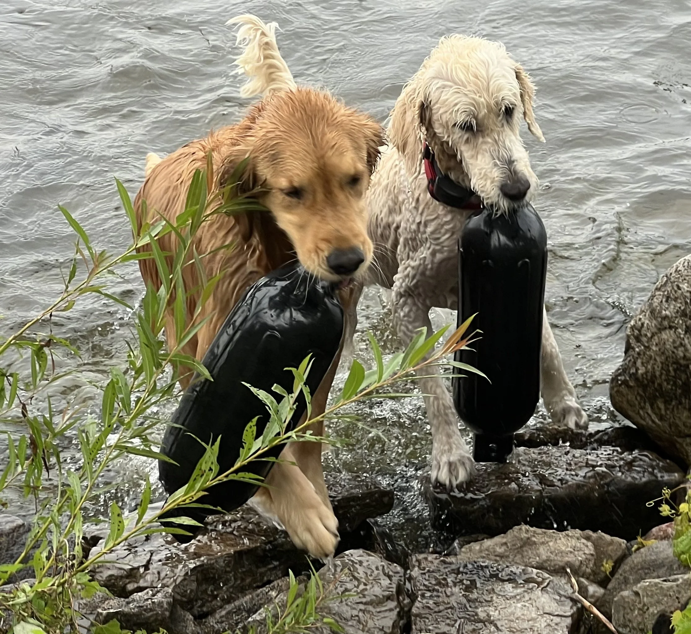 Submitted by Julie Jones