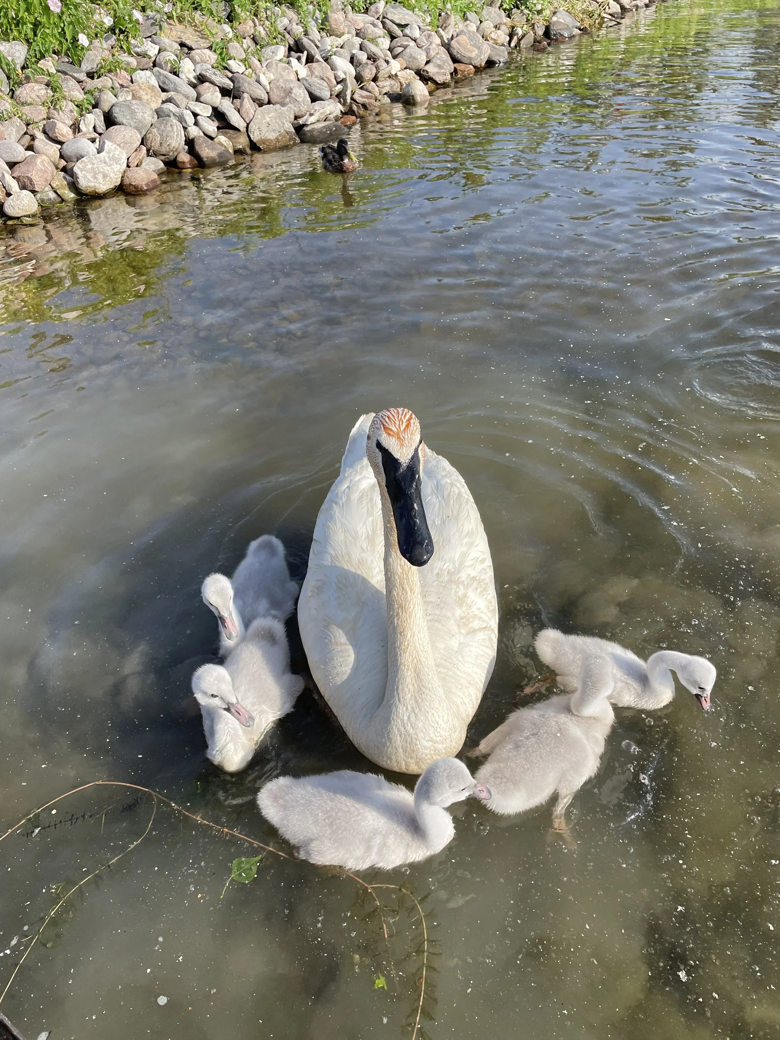 Submitted by Lynn Pengelly
